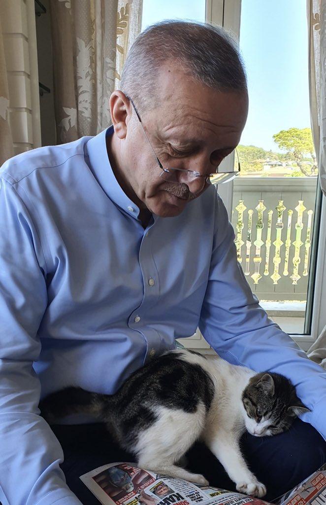 Cumhurbaşkanı Erdoğan kucağında torununun kedisi ile gazete okudu
