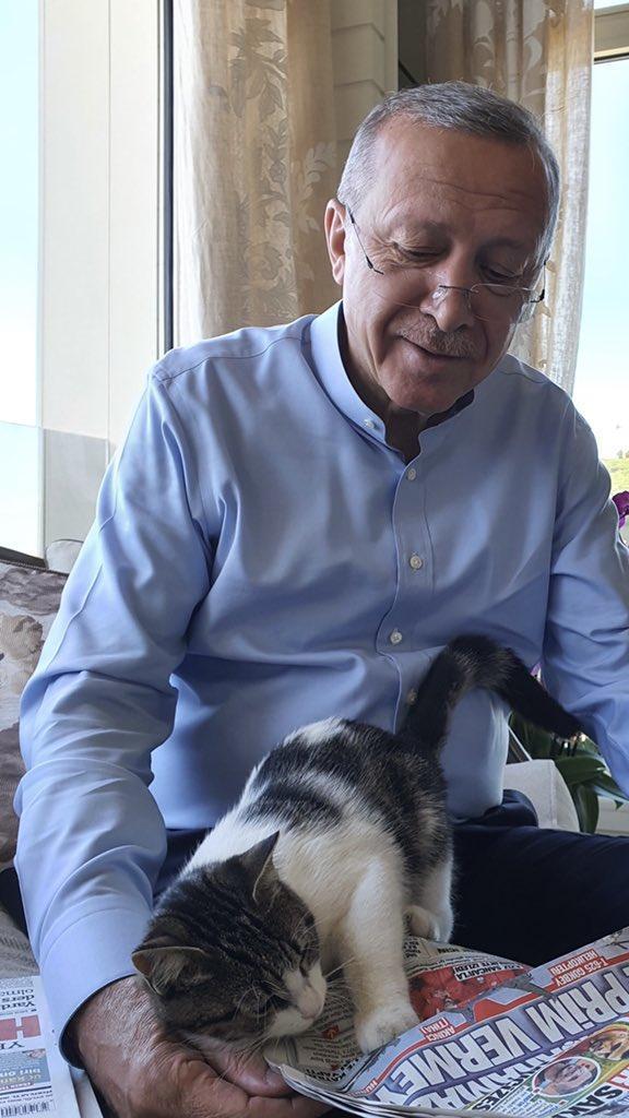 Cumhurbaşkanı Erdoğan kucağında torununun kedisi ile gazete okudu