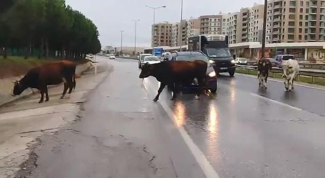 Büyükçekmecede başıboş inekler trafiği birbirine kattı