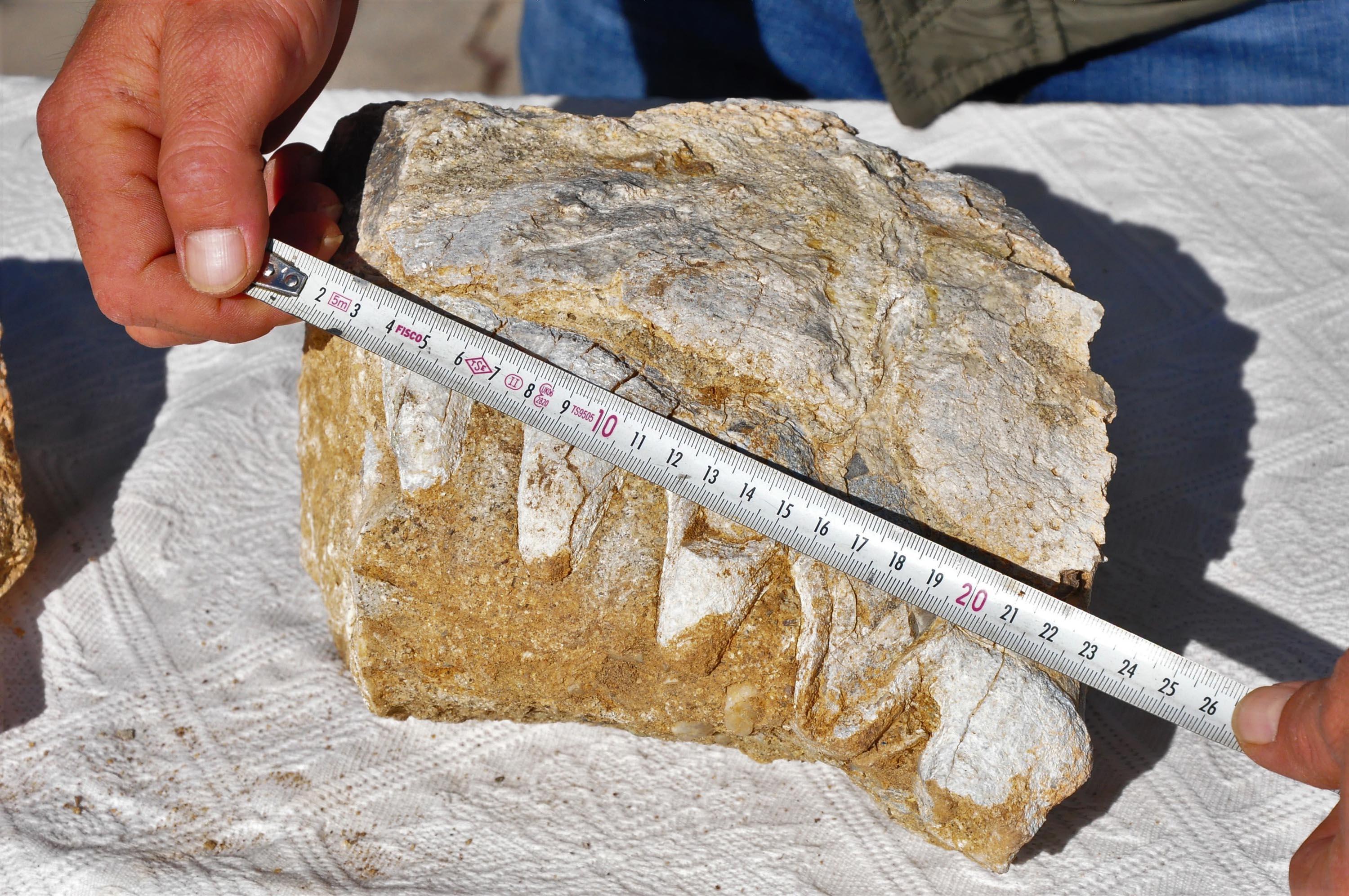 10 yaşındaki Elçinin bulduğu kaya parçası için milyonlarca yıllık fosil incelemesi