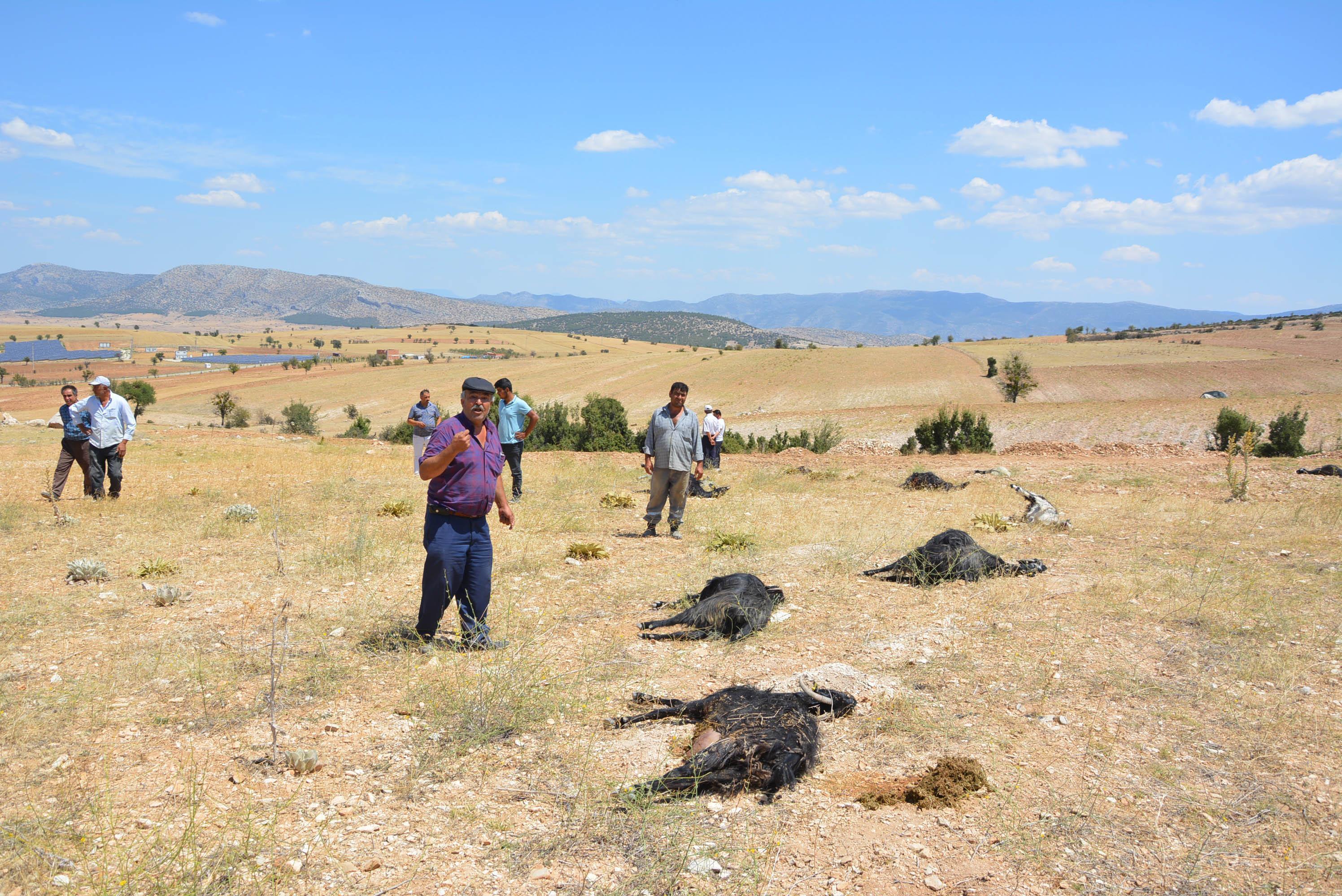 Tarla etrafına dökülen gübreyi yiyen 25 keçi öldü