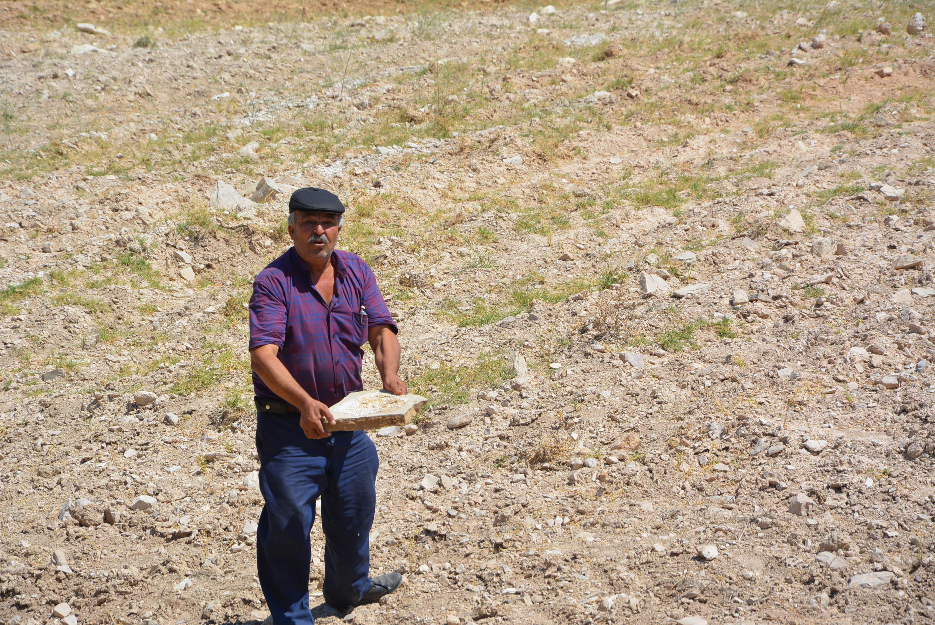 Tarla etrafına dökülen gübreyi yiyen 25 keçi öldü