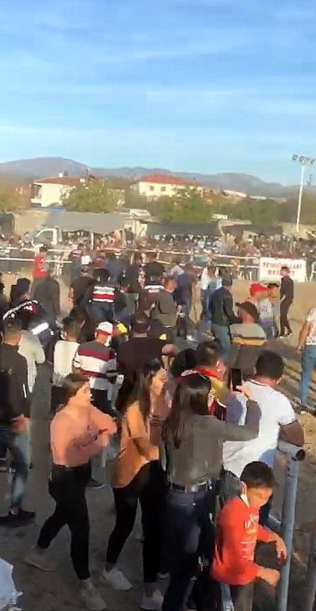 Muğlada boğalar güreşti, sahipleri kavga etti