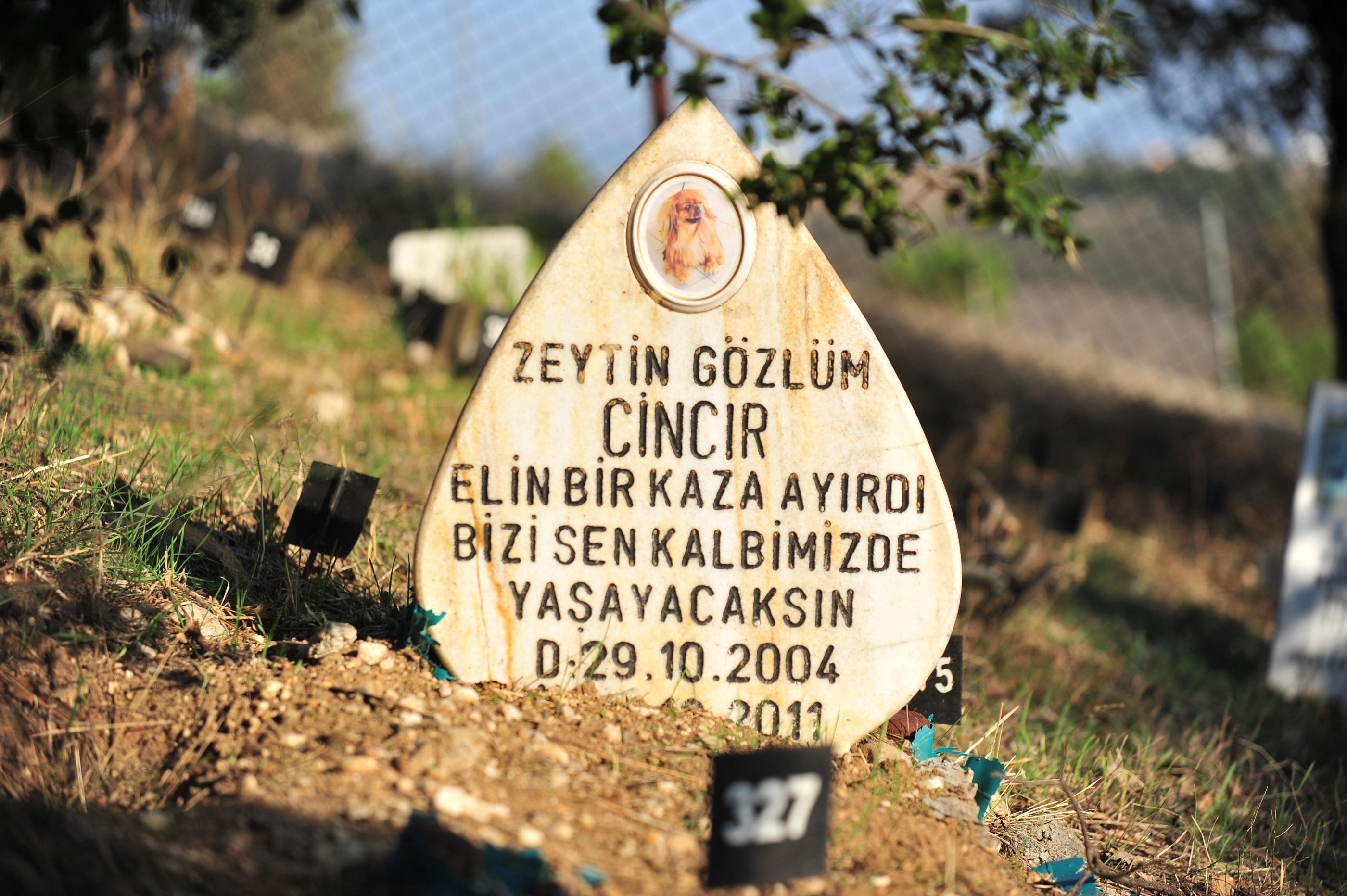 Evcil hayvan mezarlığında duygulandıran yazılar