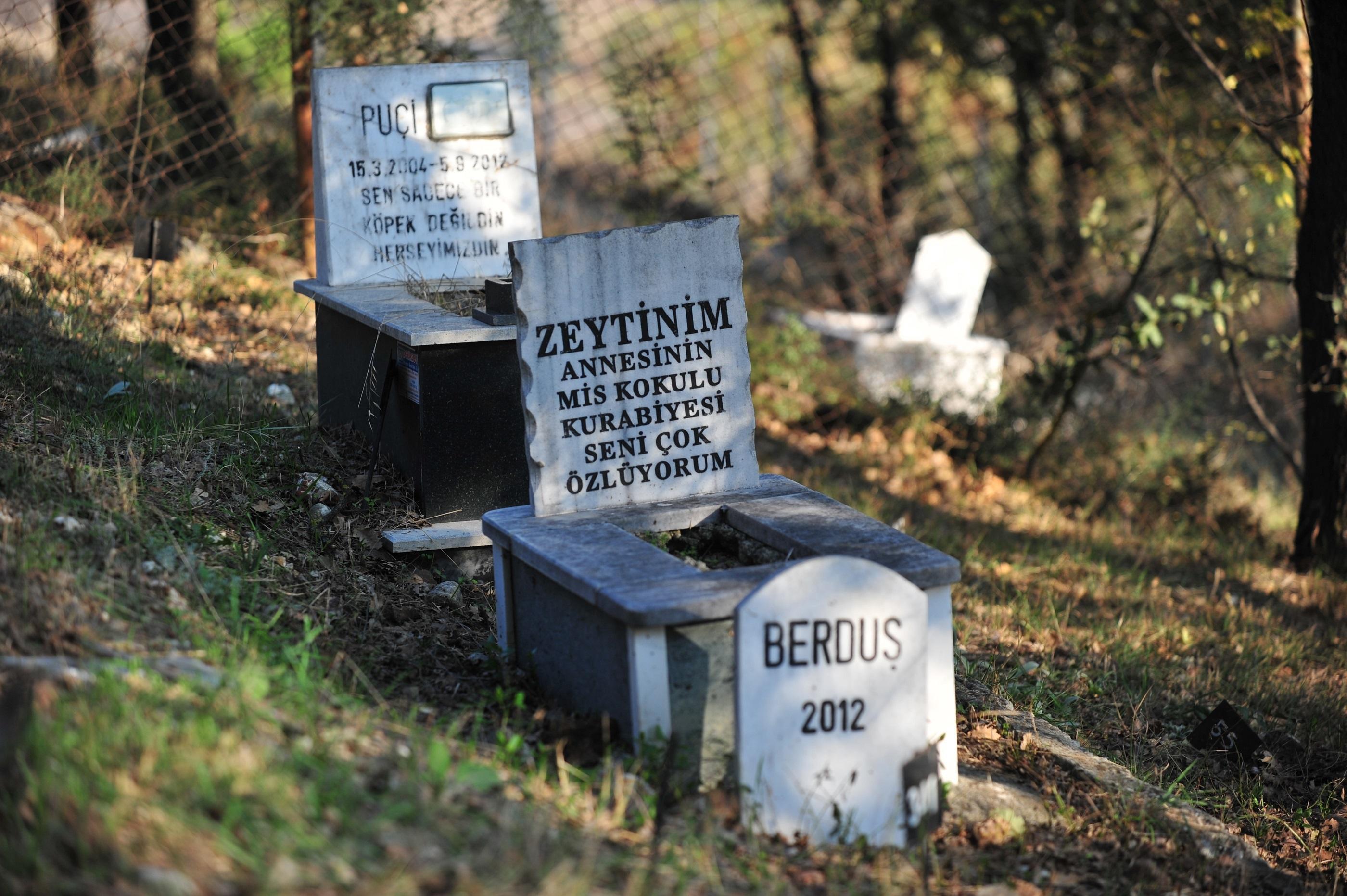 Evcil hayvan mezarlığında duygulandıran yazılar