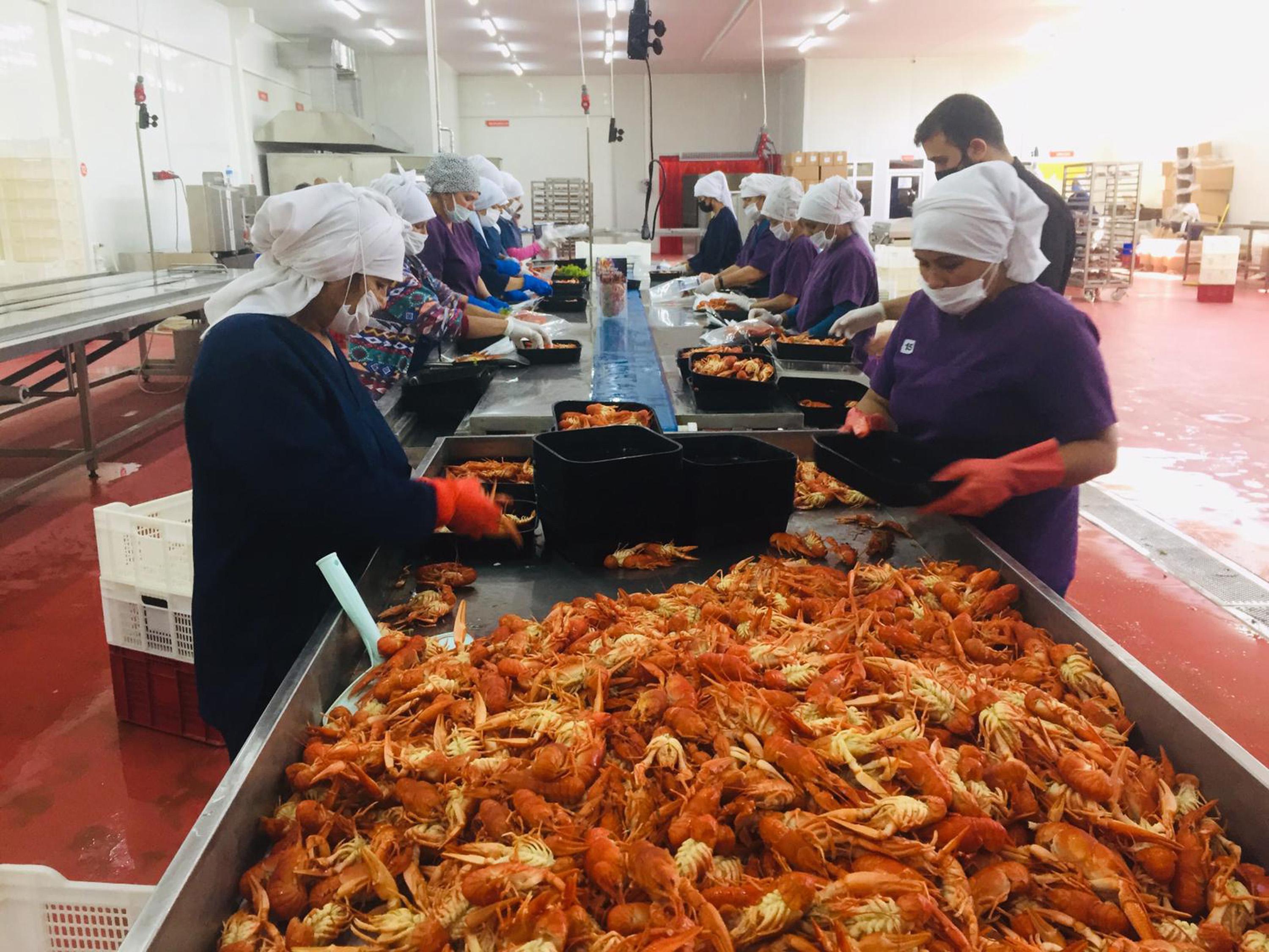 Eğirdir Gölünden dünyaya, haftada 25 ton kerevit