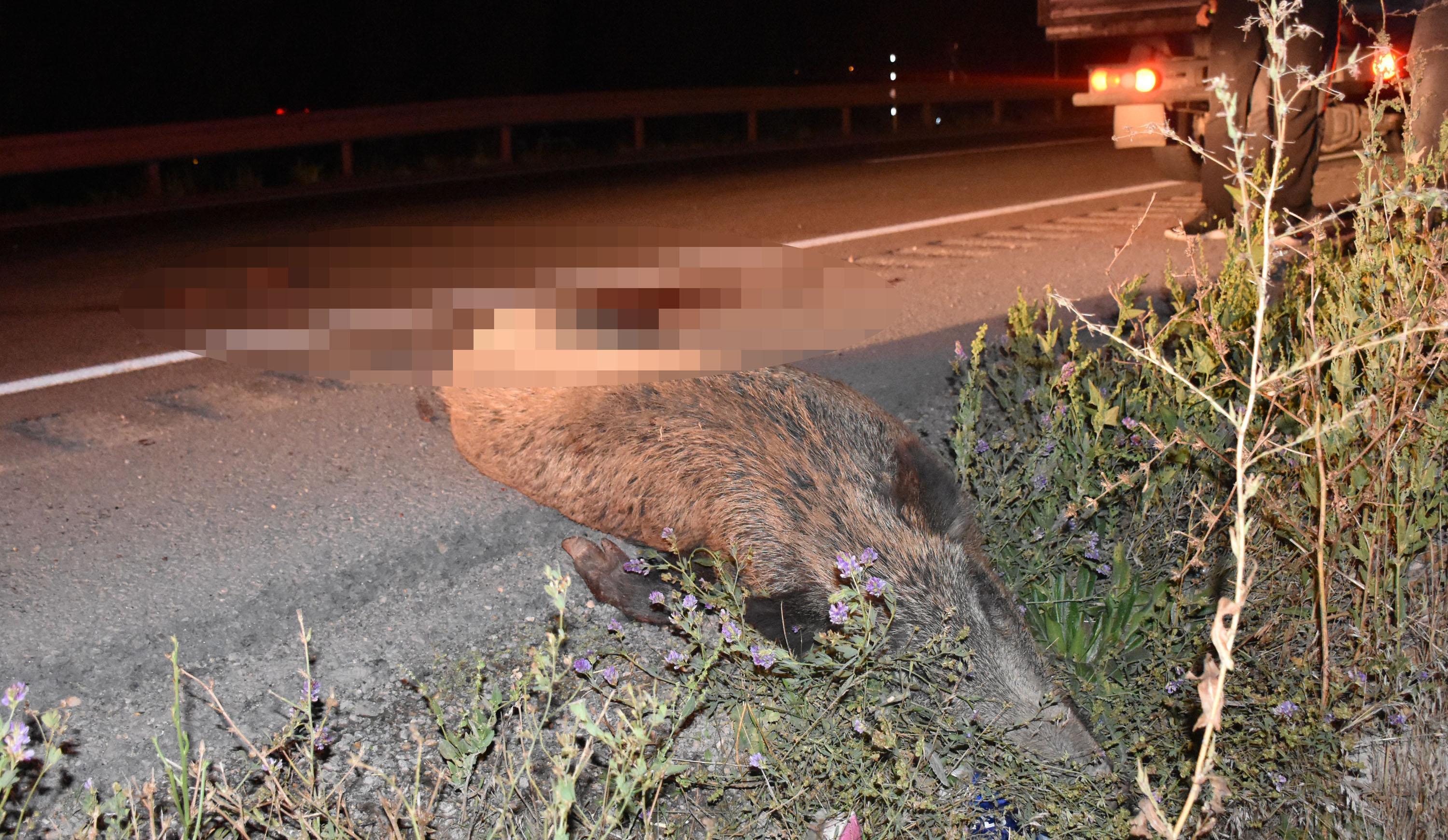 Yola çıkan domuz sürüsü kazaya neden oldu: 6 yaralı