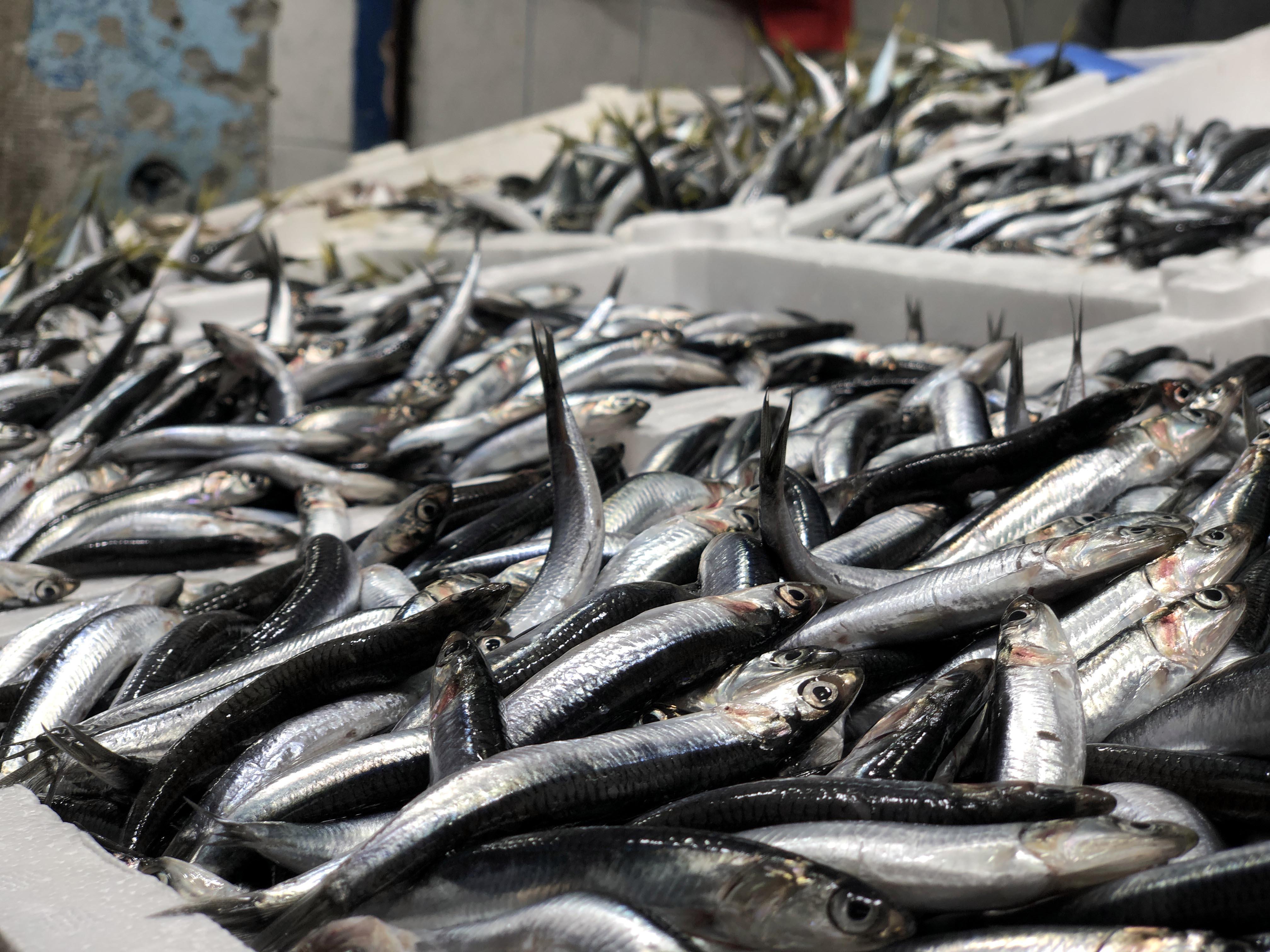 Zonguldakta balıkçıların umudu mezgit ve çinekop