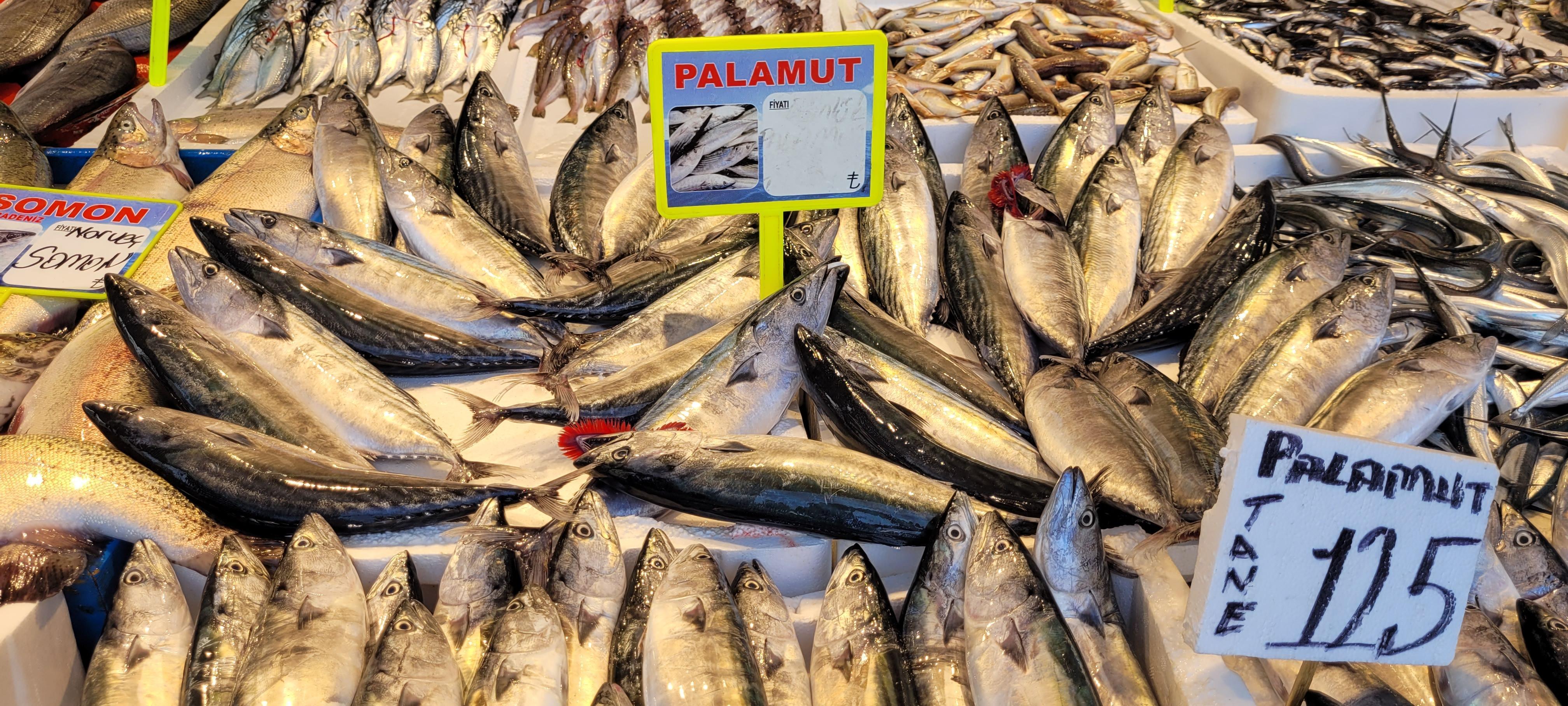 Karadenizde palamut da bollaştı