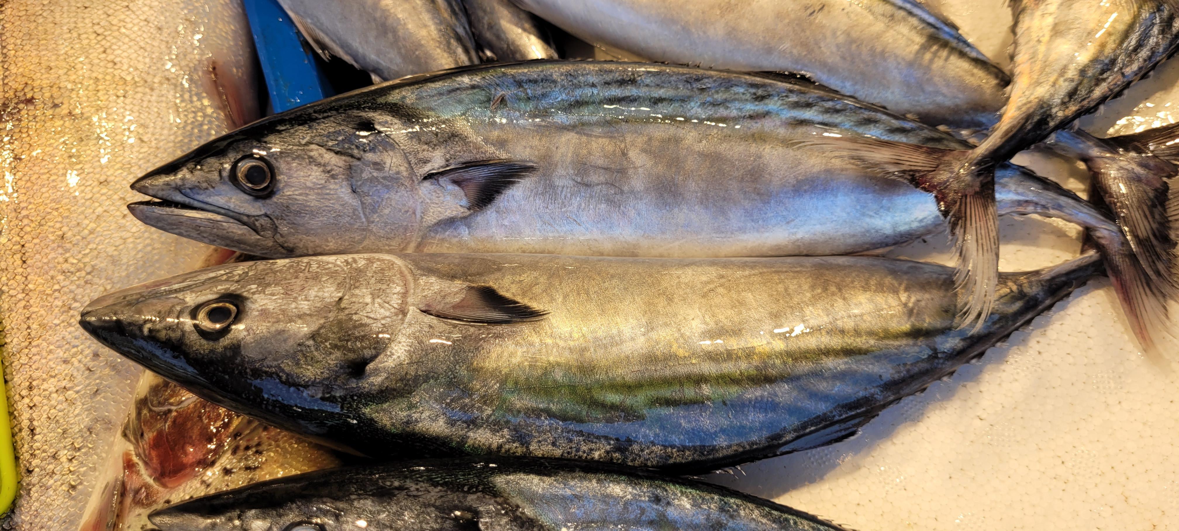 Karadenizde palamut da bollaştı