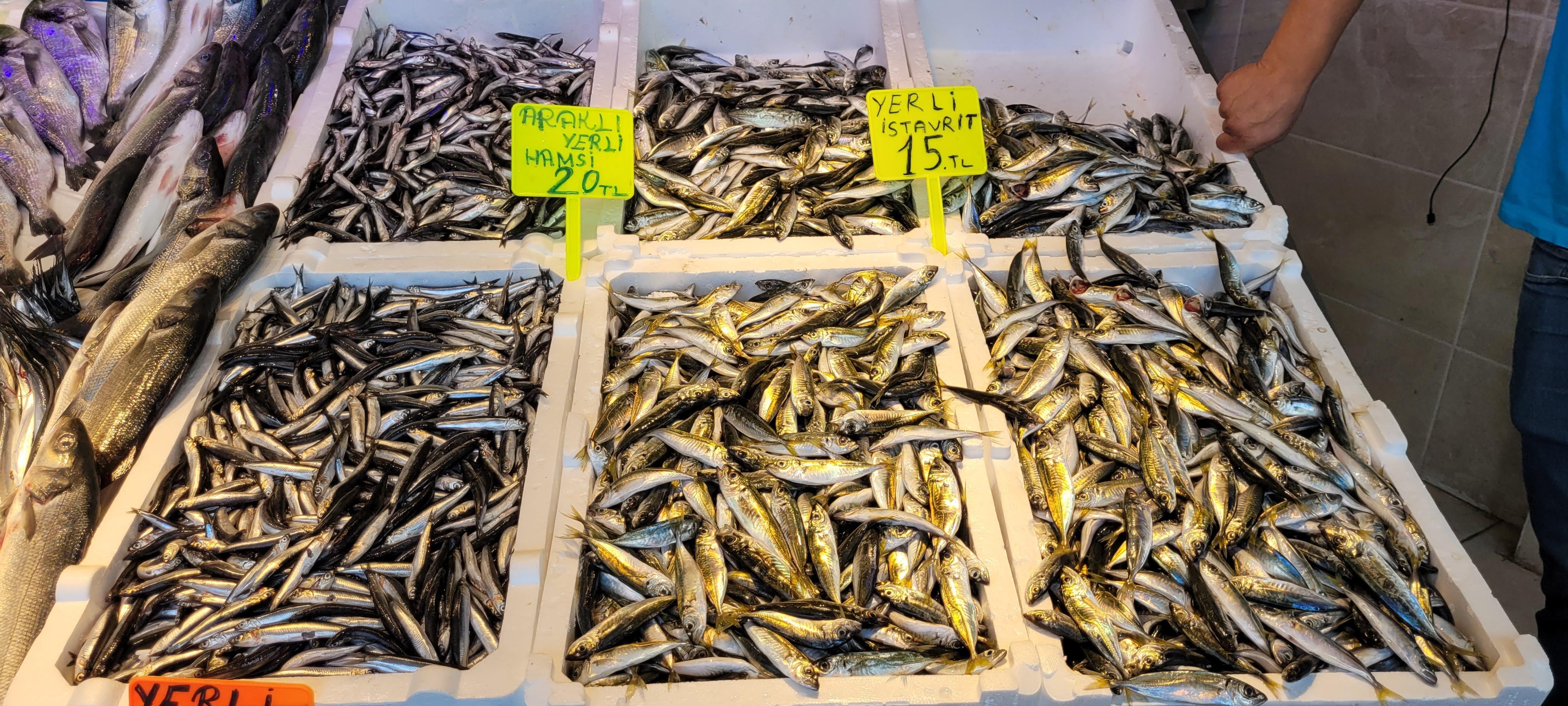 Karadenizde palamut da bollaştı