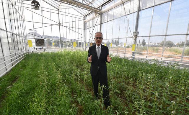 Arpa, nohut ve susamın olumsuz genleri mutasyonla yok edildi