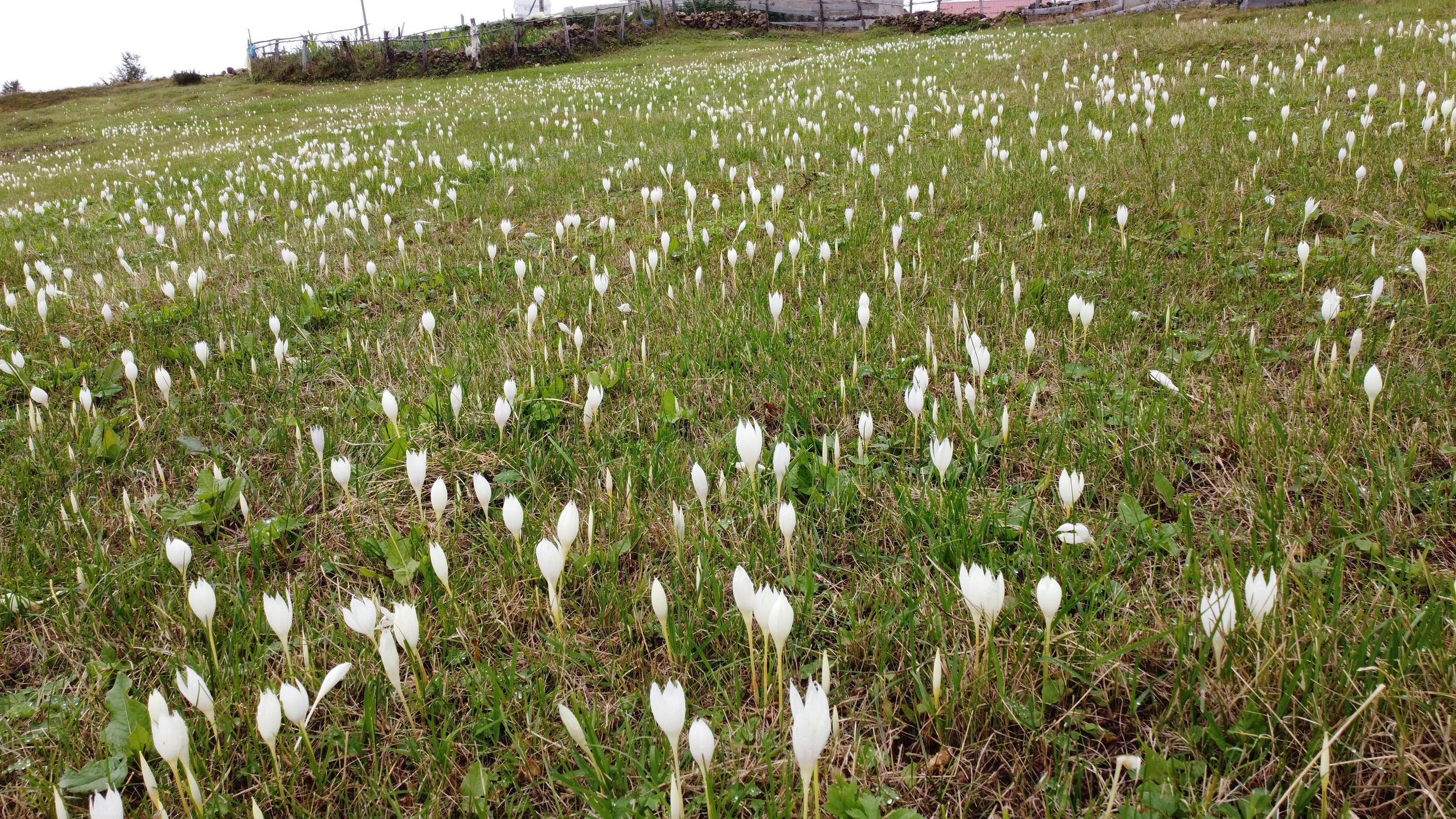 Doğu Karadeniz yaylalarında vargit çiçeği güzelliği
