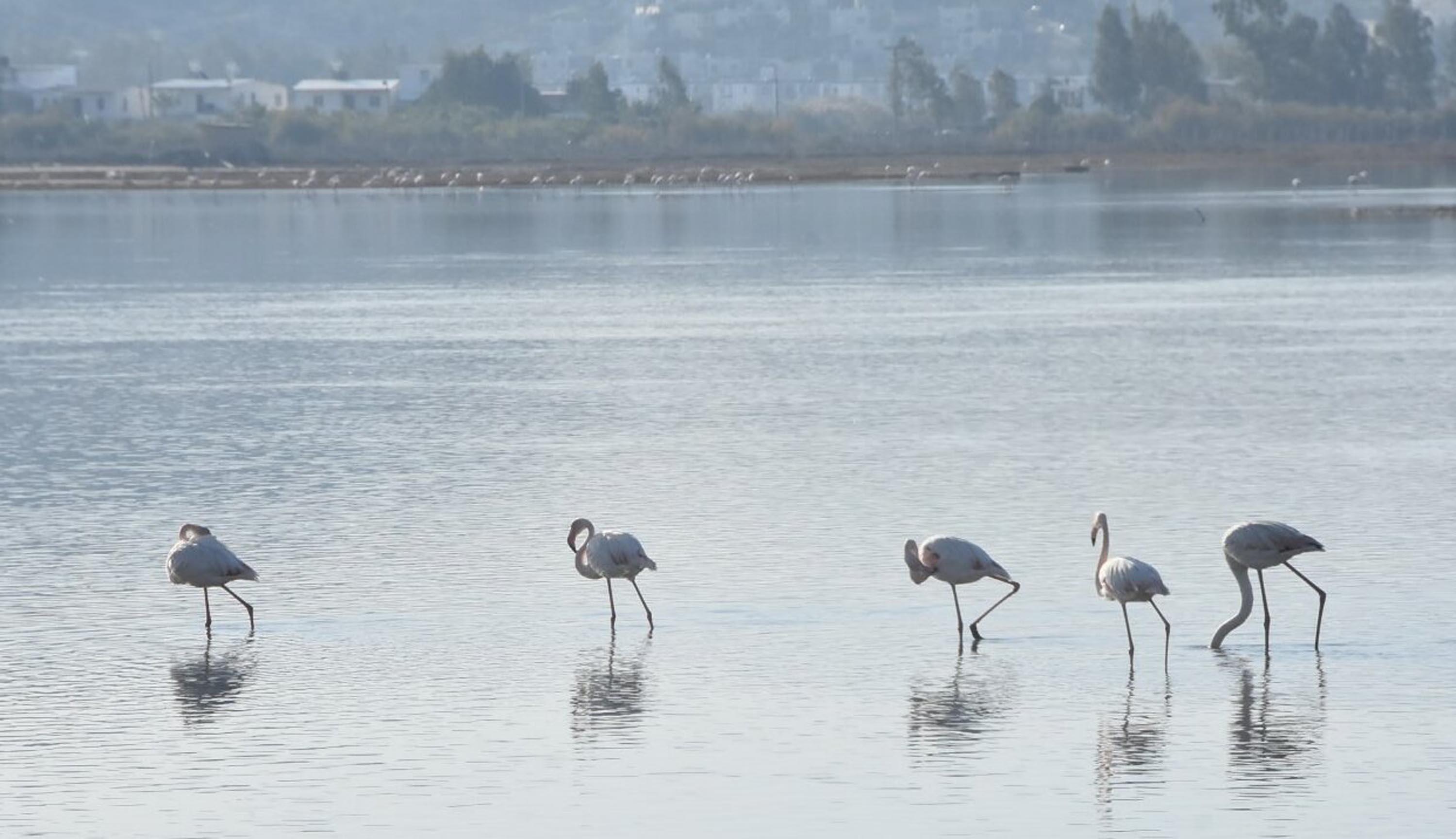Tuzla Sulak Alanına flamingo akını