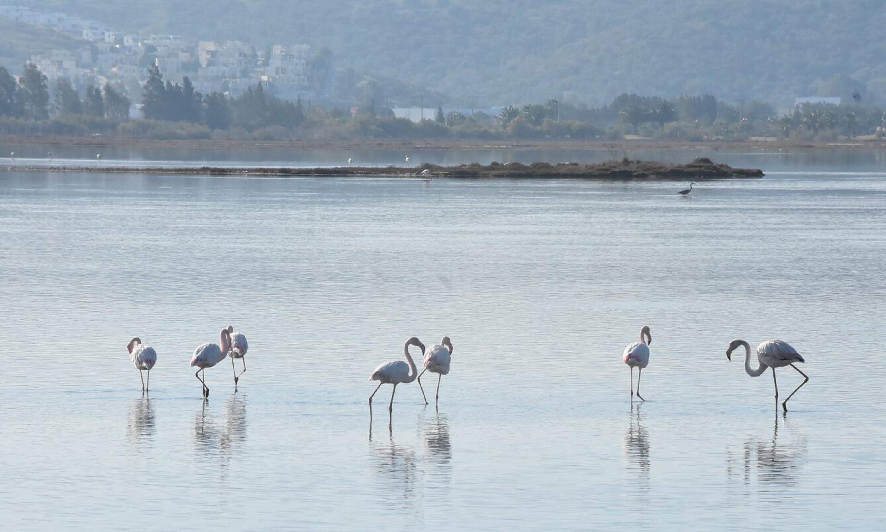 Tuzla Sulak Alanına flamingo akını