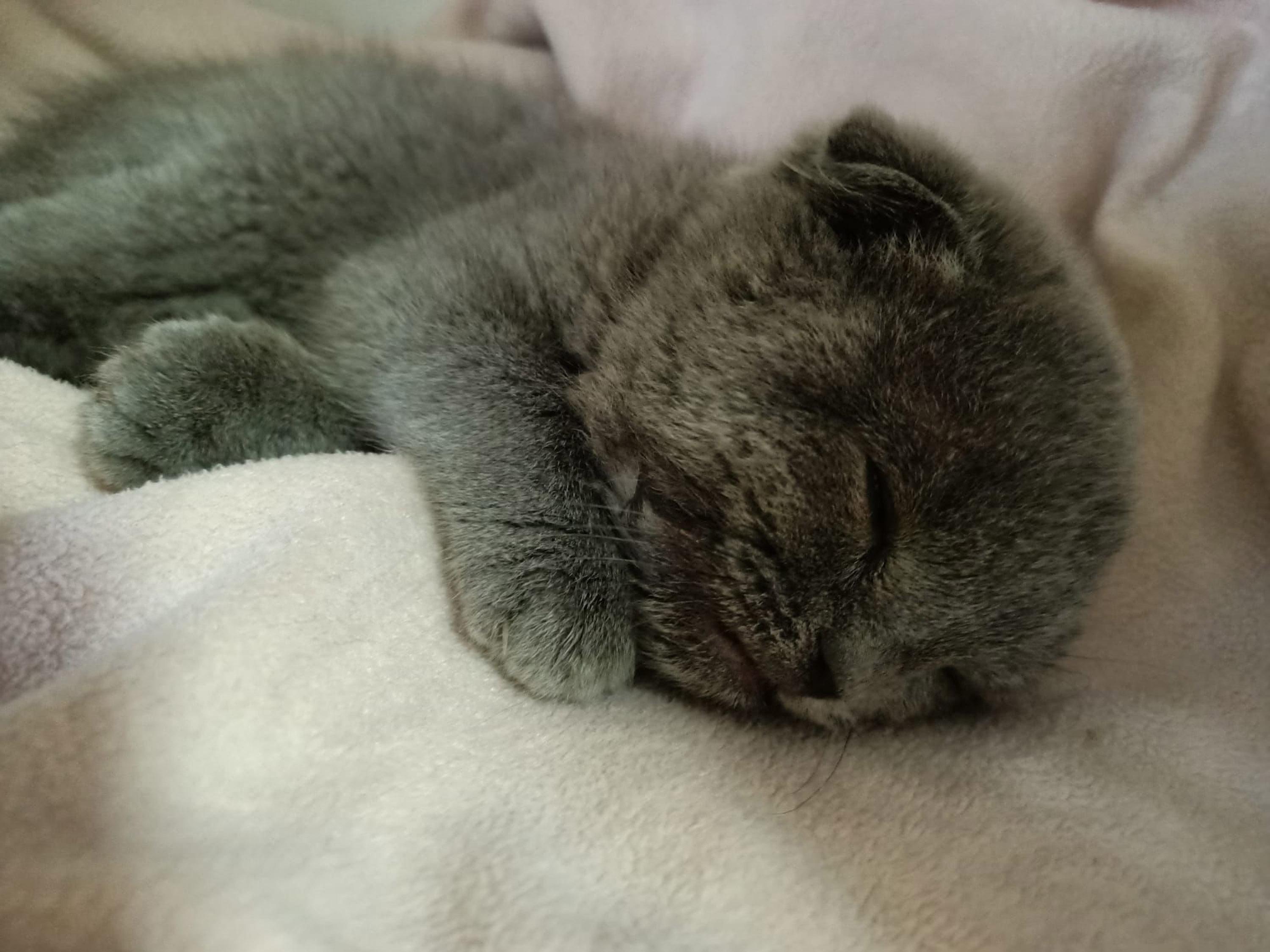 Eşine kızıp kediyi duvara fırlatan kocaya 1500 TL ceza