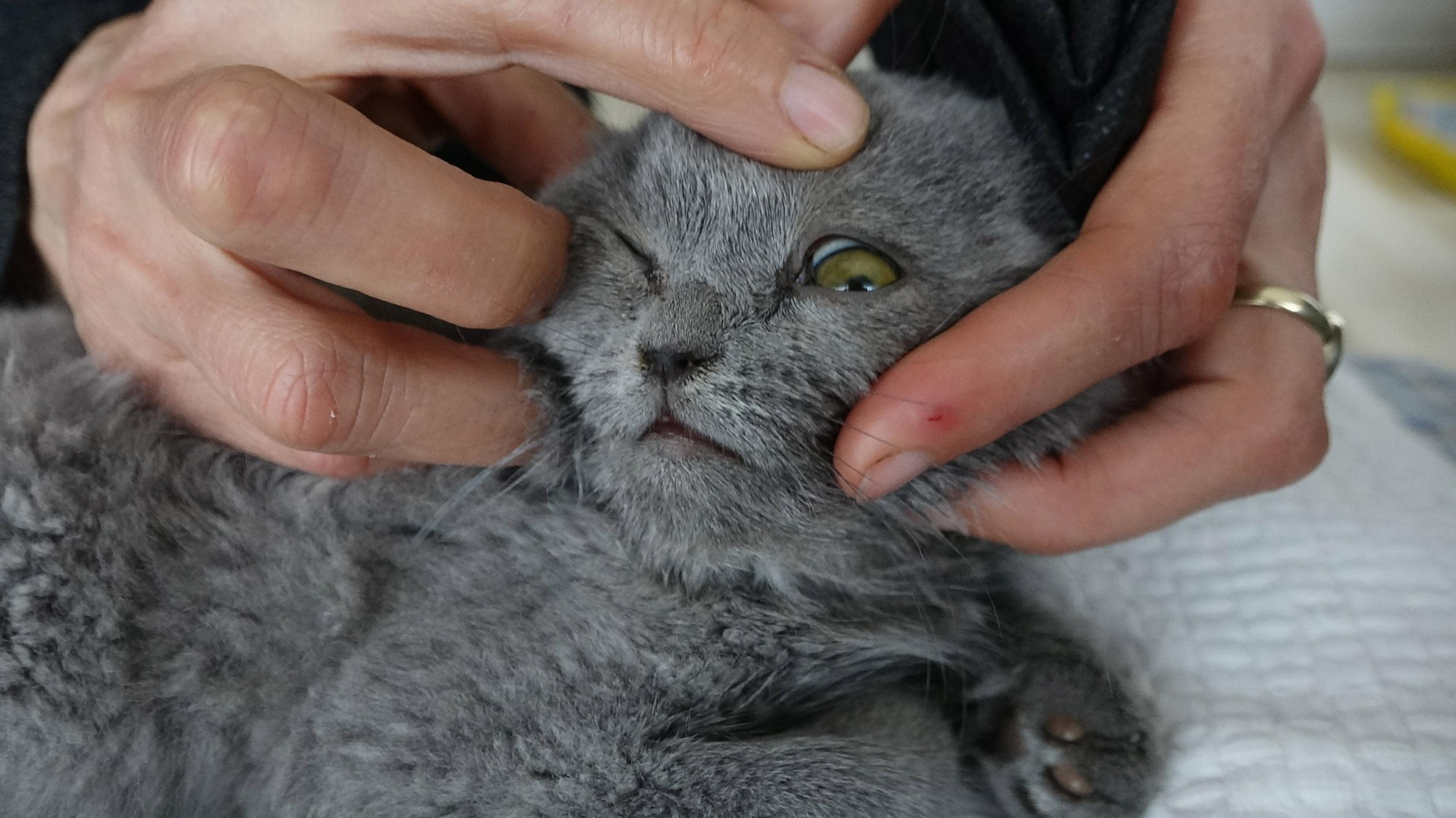 Eşine kızıp kediyi duvara fırlatan kocaya 1500 TL ceza