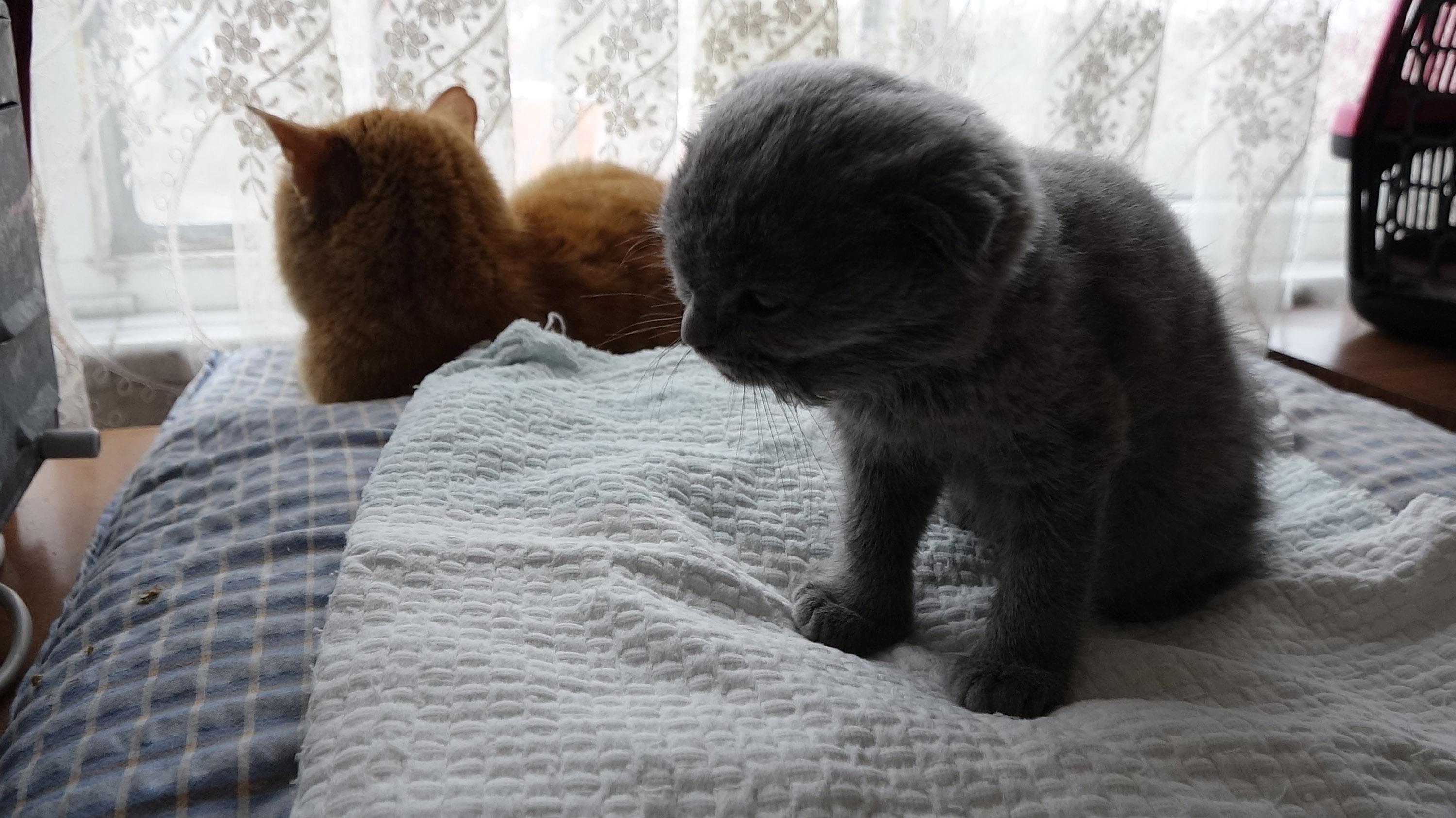 Eşine kızıp kediyi duvara fırlatan kocaya 1500 TL ceza