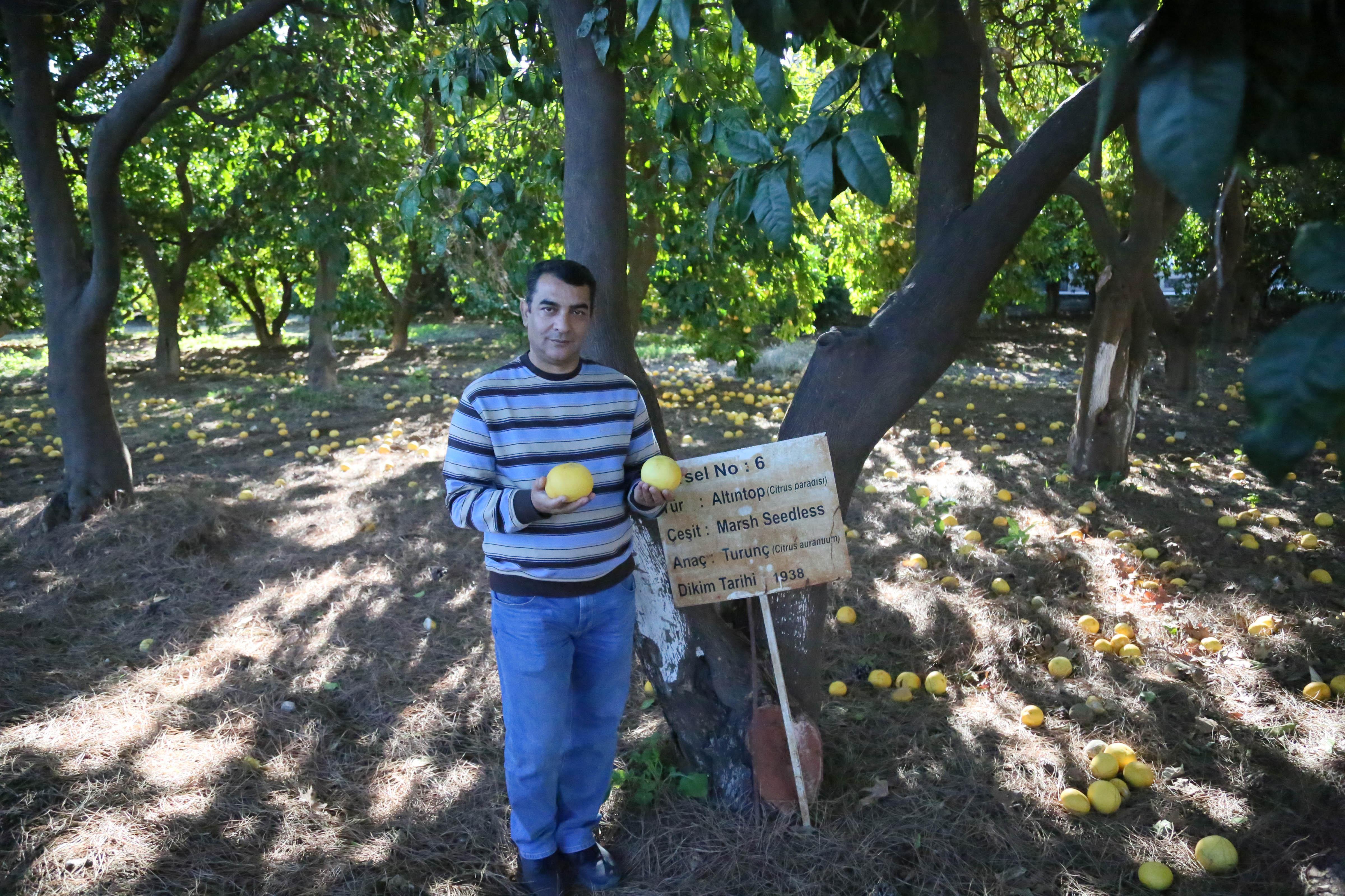 150 narenciye fidanı, 83 yılda 40 milyon ağaca dönüştü