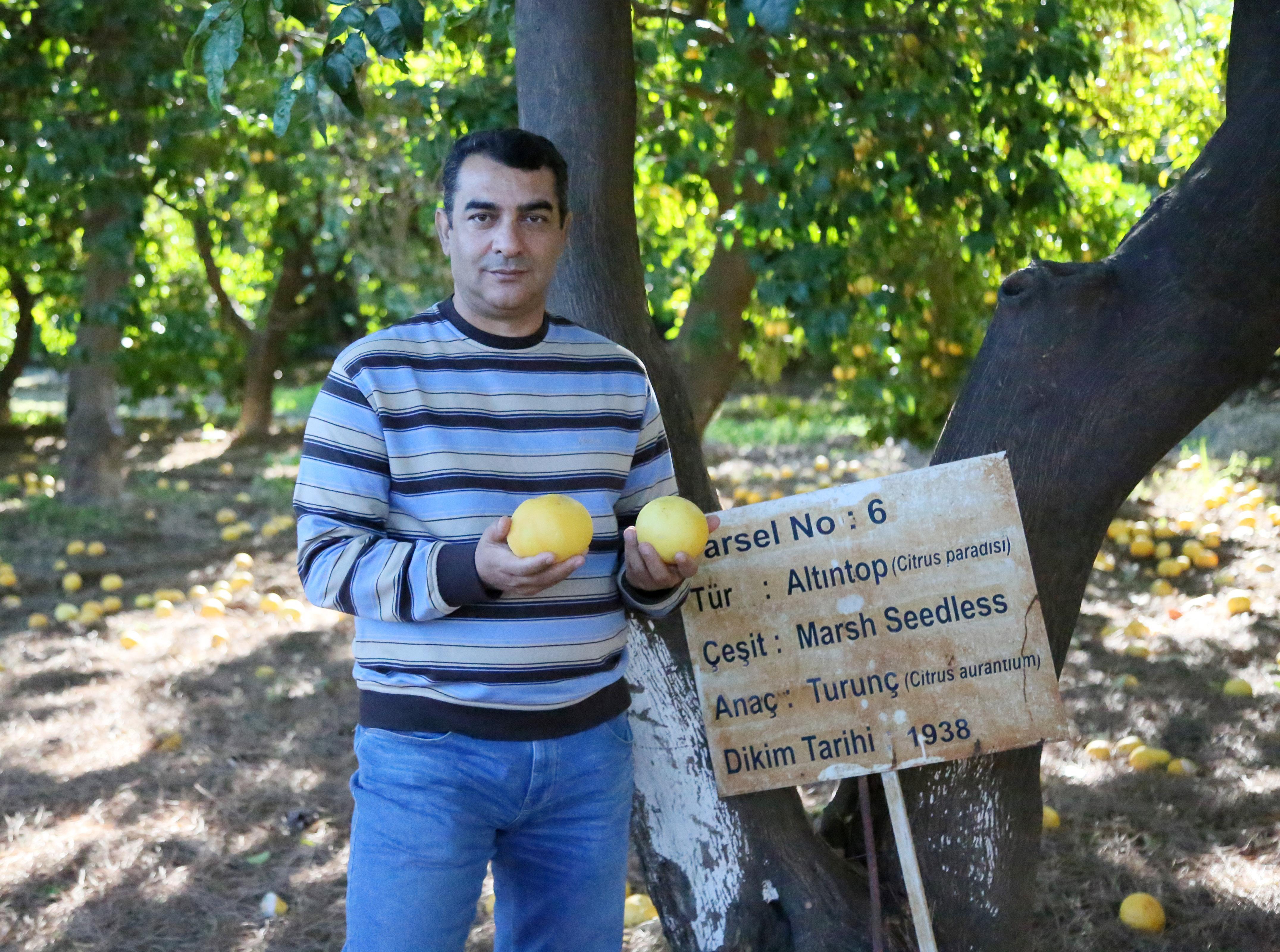 150 narenciye fidanı, 83 yılda 40 milyon ağaca dönüştü