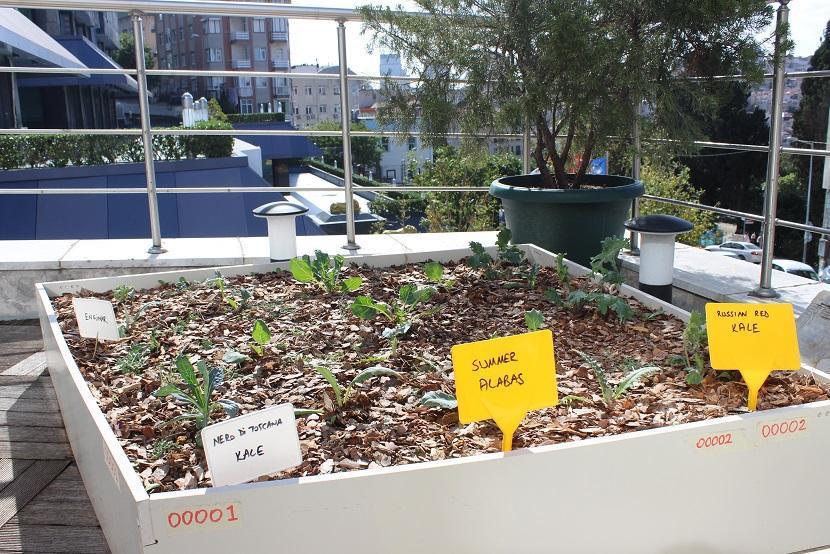 İstanbul’un merkezinde topraksız tarım