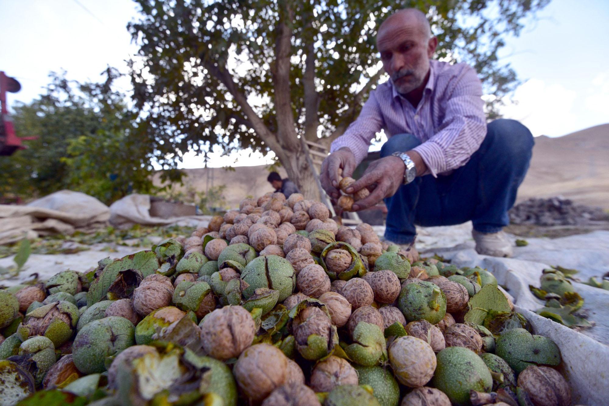 Adilcevaz’da, bu yıl 6 bin ton ceviz hasadı bekleniyor