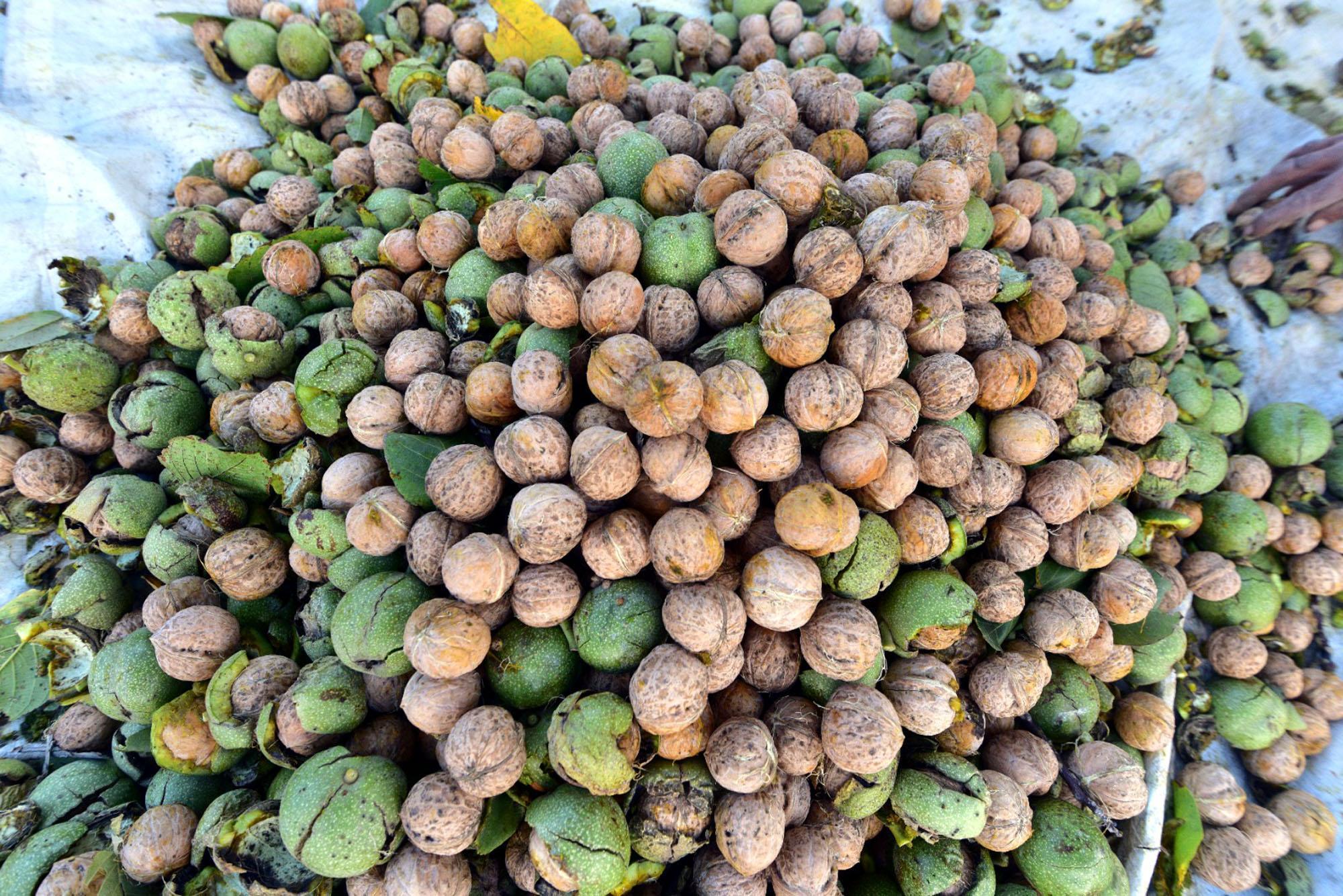 Adilcevaz’da, bu yıl 6 bin ton ceviz hasadı bekleniyor