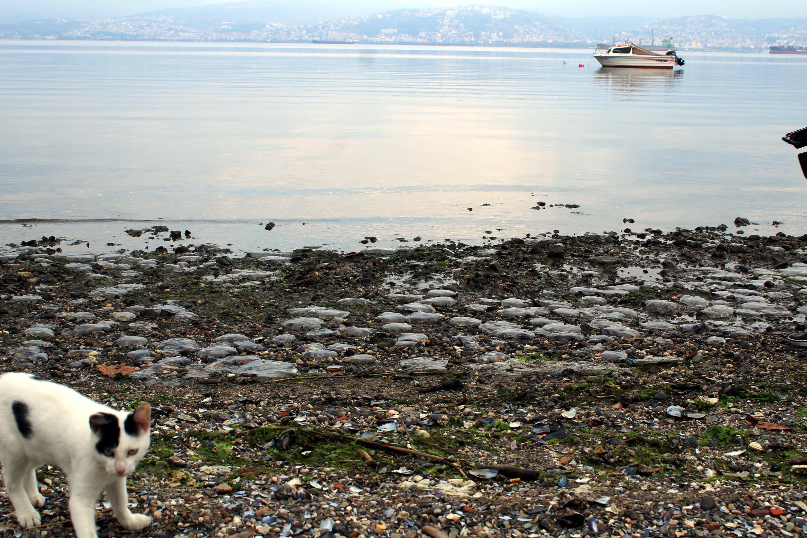 İzmit Körfezinde binlerce ölü denizanası kıyıya vurdu