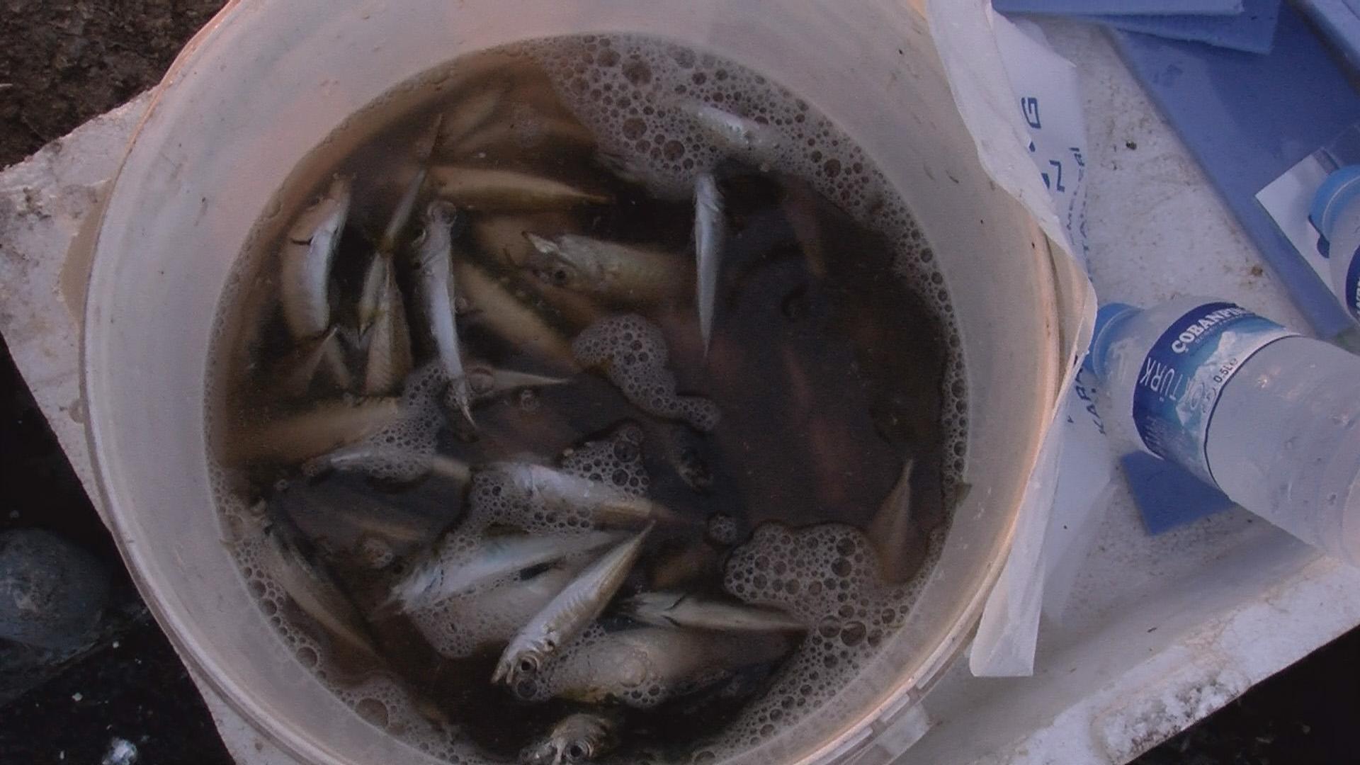 Galata Köprüsünde balık bereketi