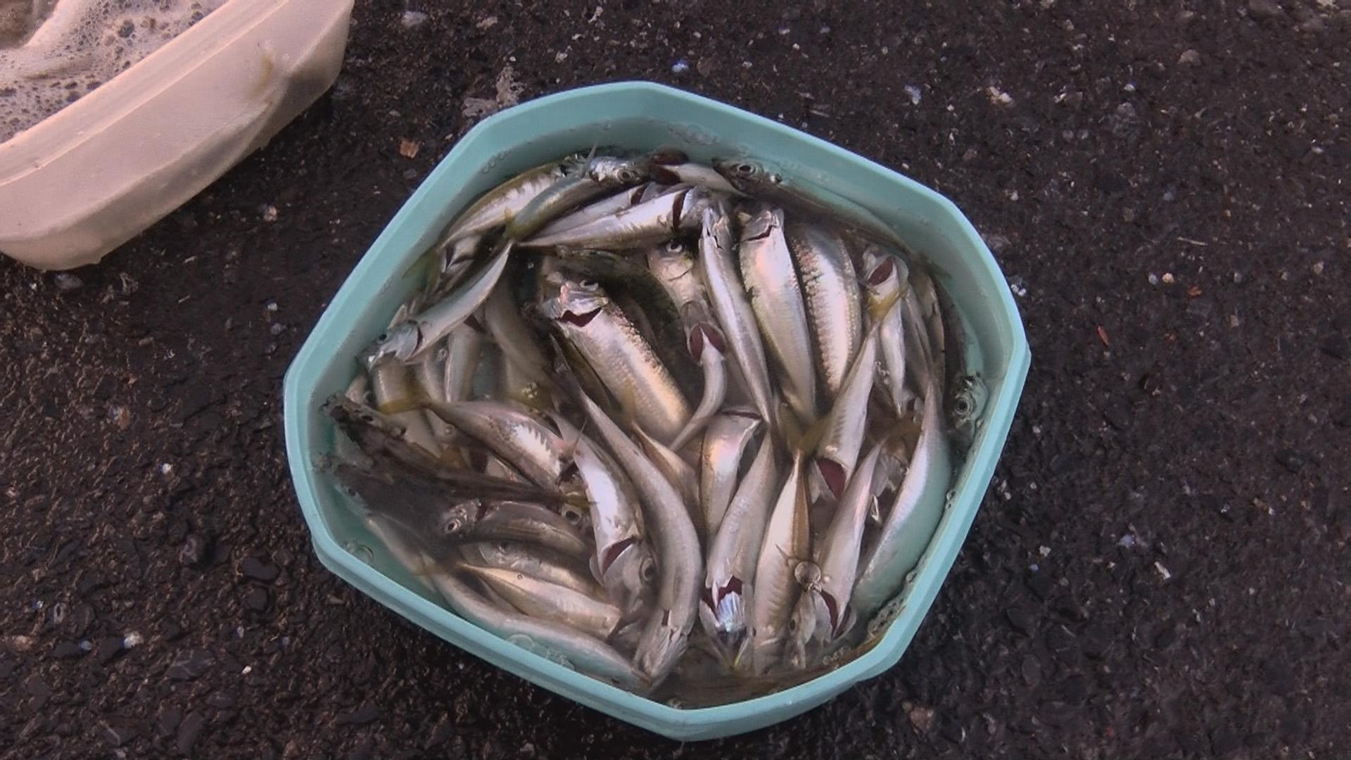 Galata Köprüsünde balık bereketi