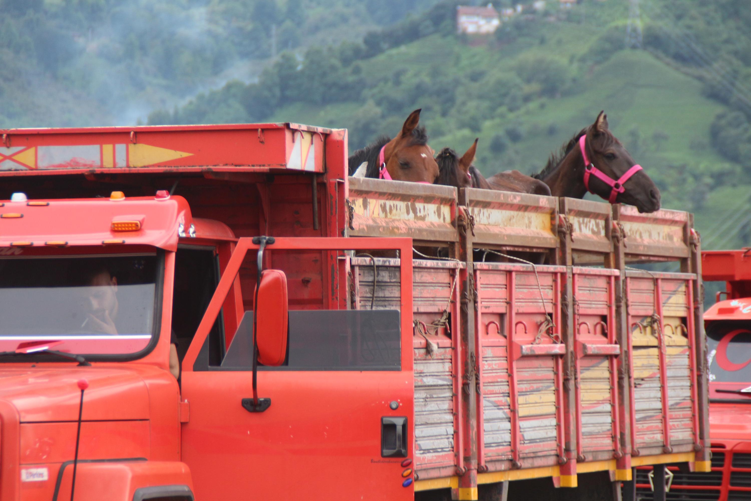TIR parkında ölüme terk edilen atlar, çiftlikte korumada