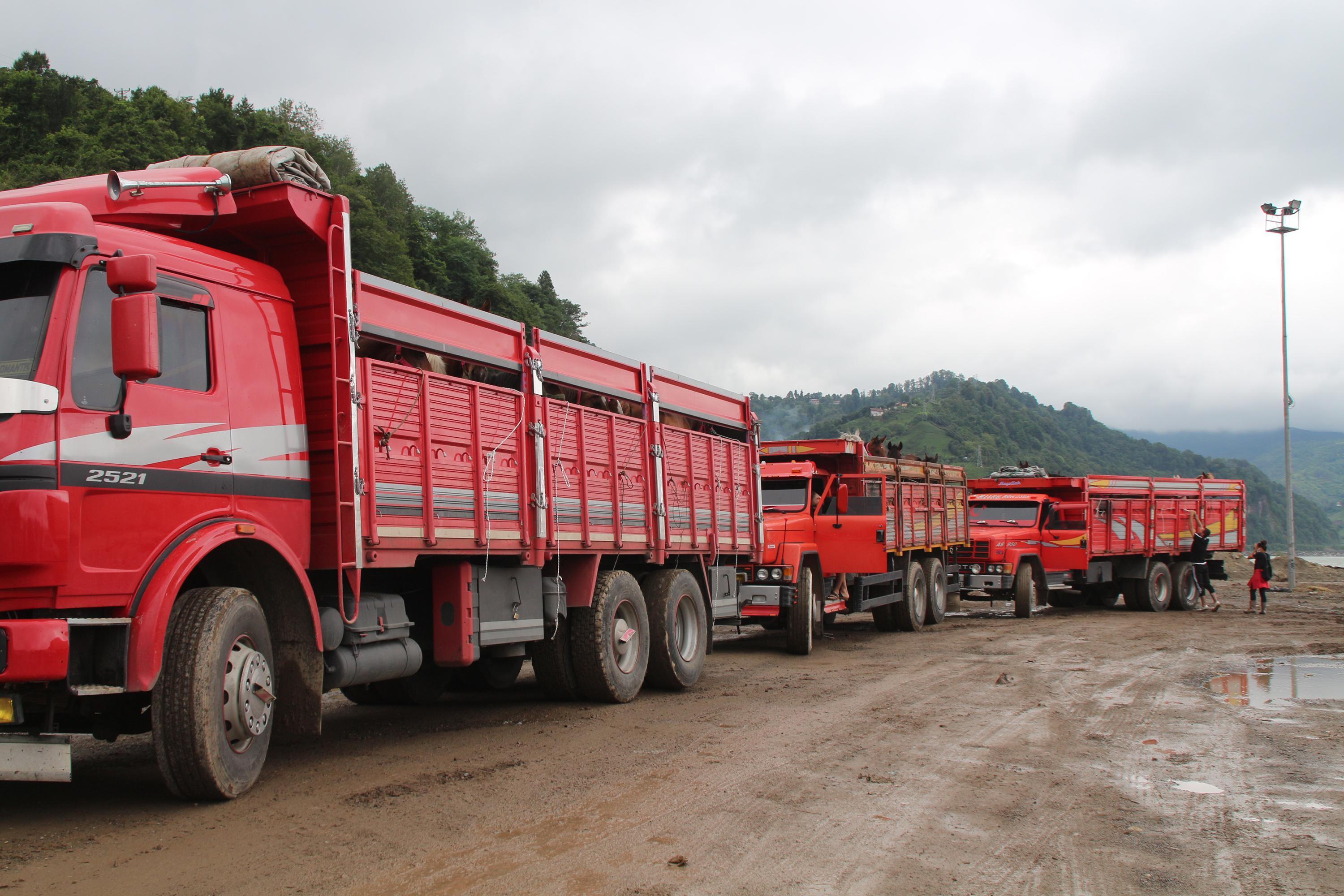 TIR parkında ölüme terk edilen atlar, çiftlikte korumada