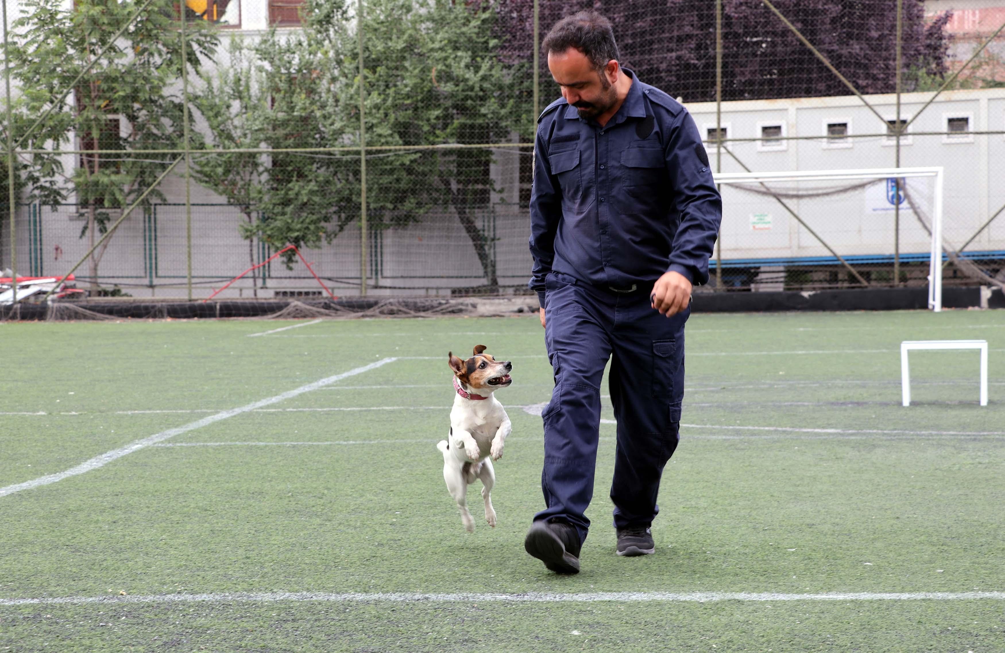 Ankaras smallest search and rescue dog Leon