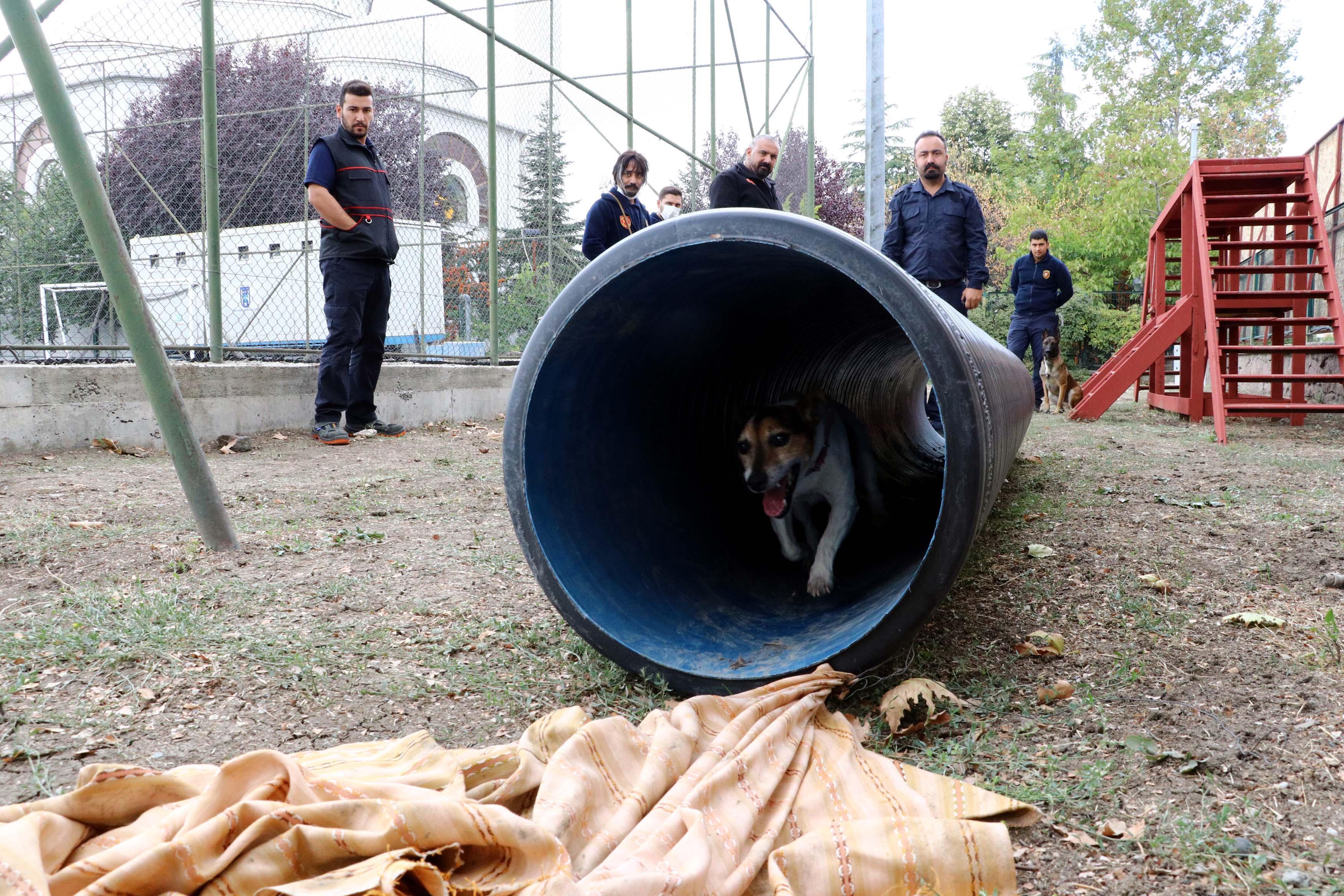 Ankaras smallest search and rescue dog Leon