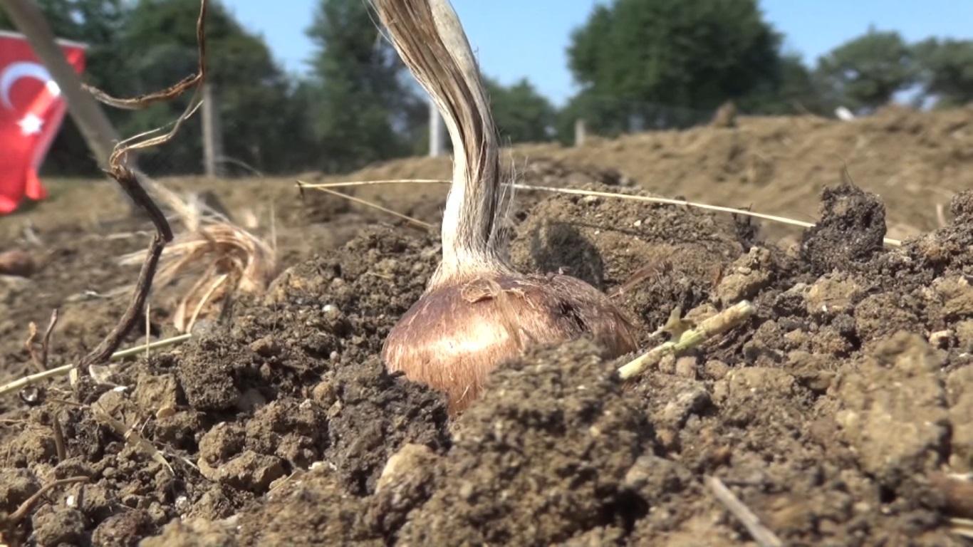 Bilgisayar mühendisi teknolojiyi safran tarlasına taşıdı