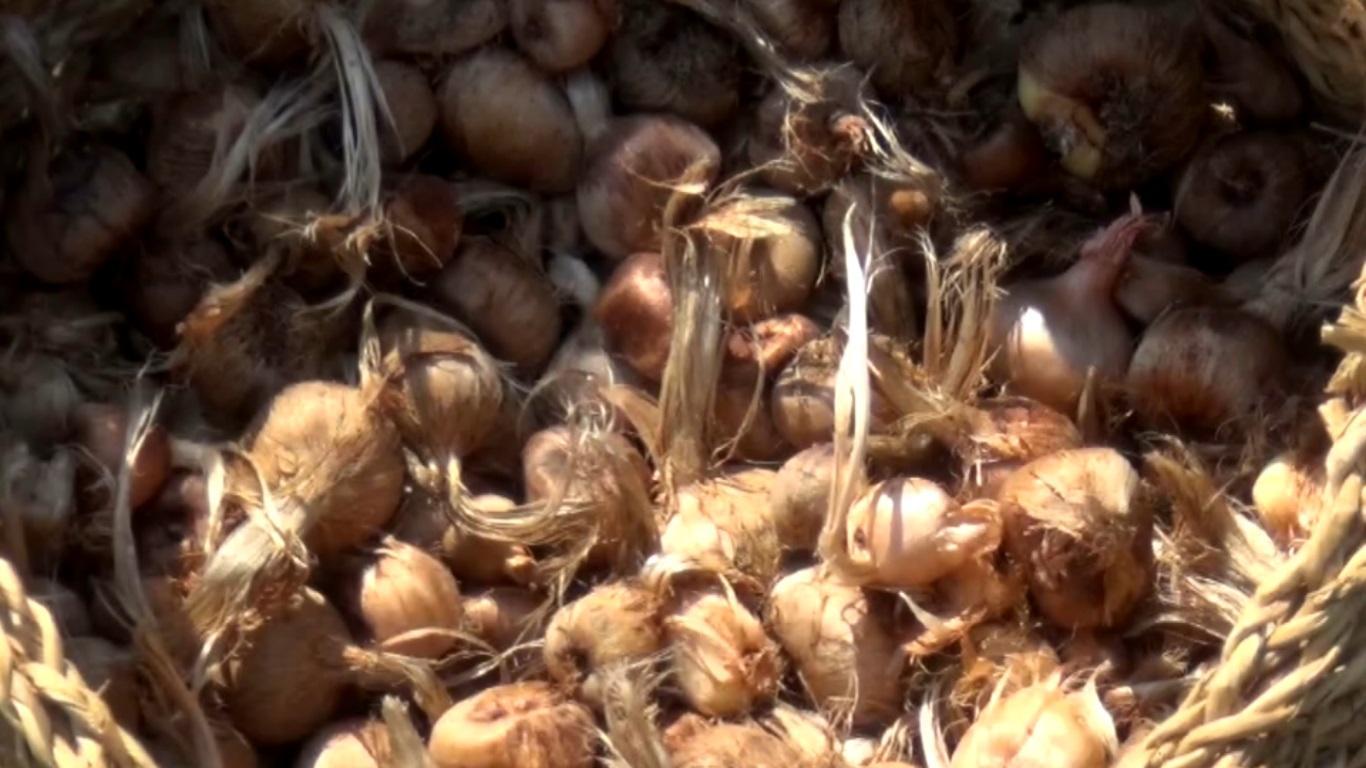 Bilgisayar mühendisi teknolojiyi safran tarlasına taşıdı