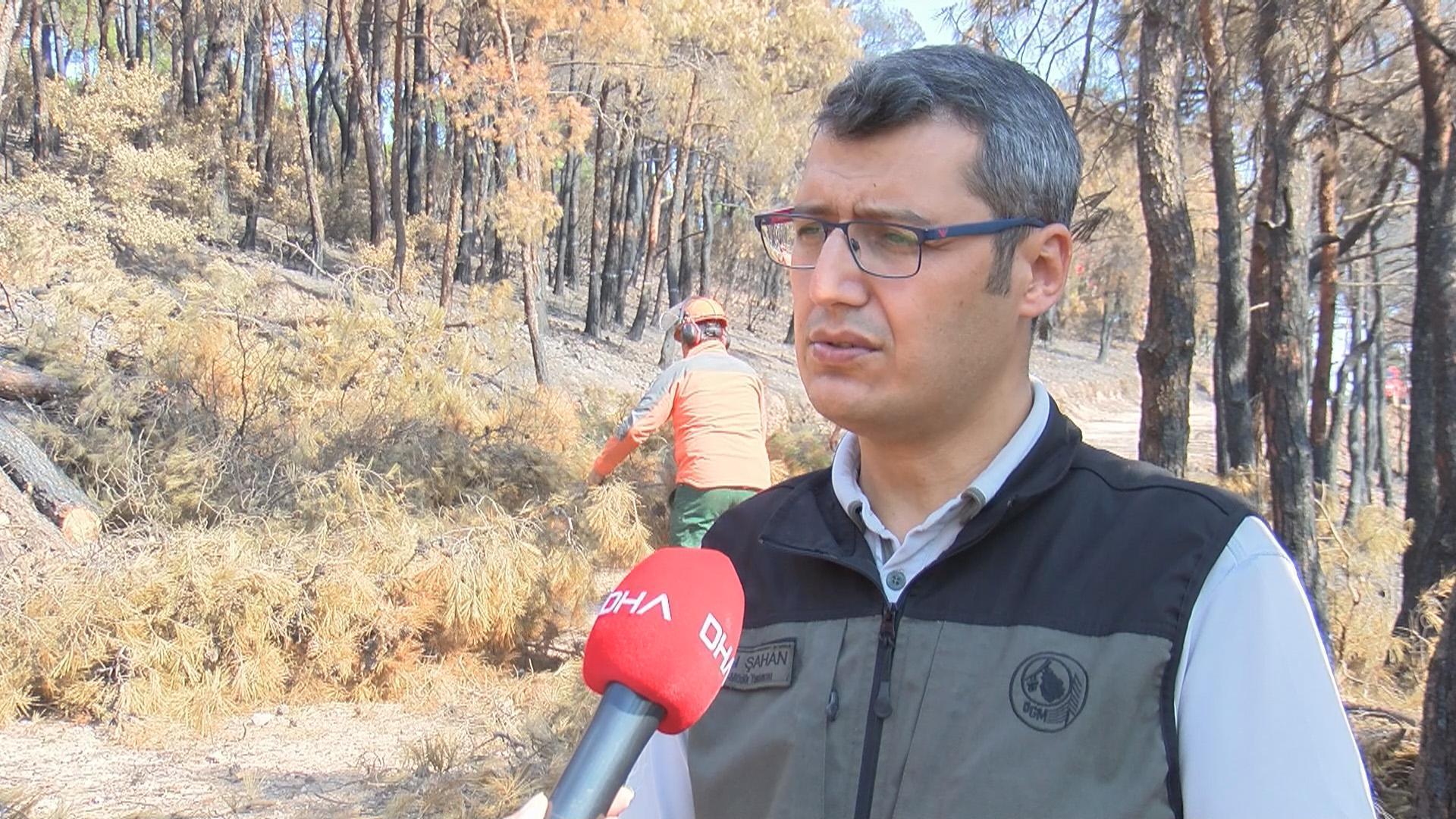 Heybeliadada 1700 ağaç yandı: Yeşillendirme çalışması başladı