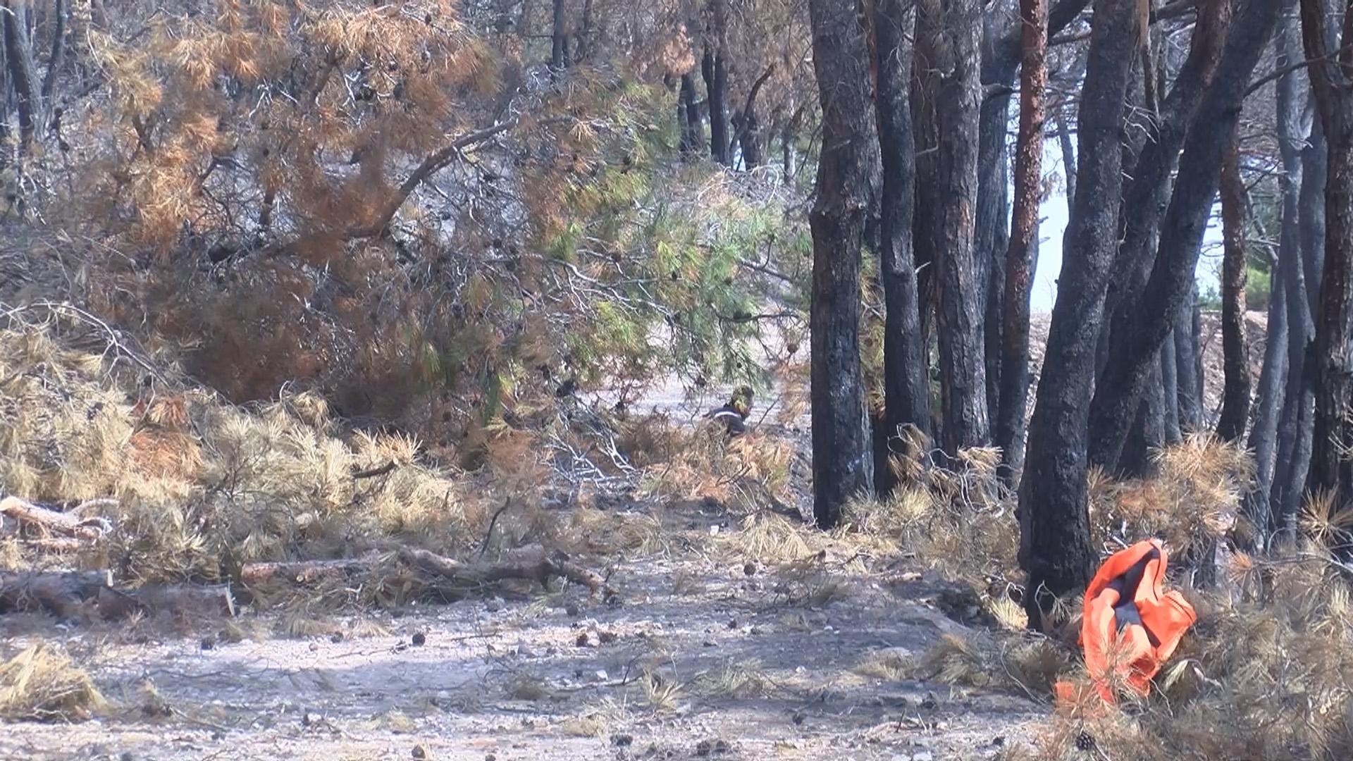 Heybeliadada 1700 ağaç yandı: Yeşillendirme çalışması başladı