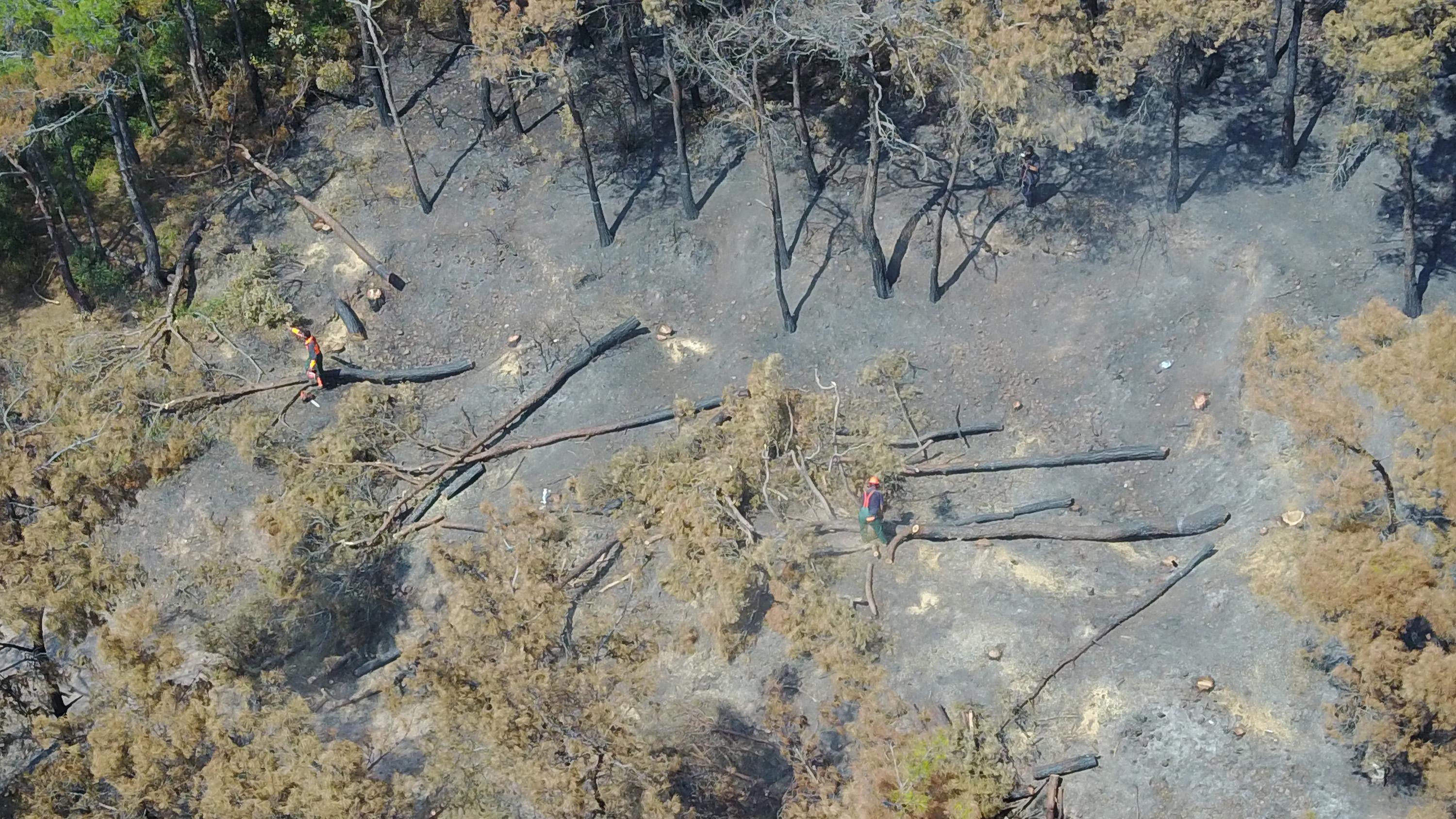 Heybeliadada 1700 ağaç yandı: Yeşillendirme çalışması başladı