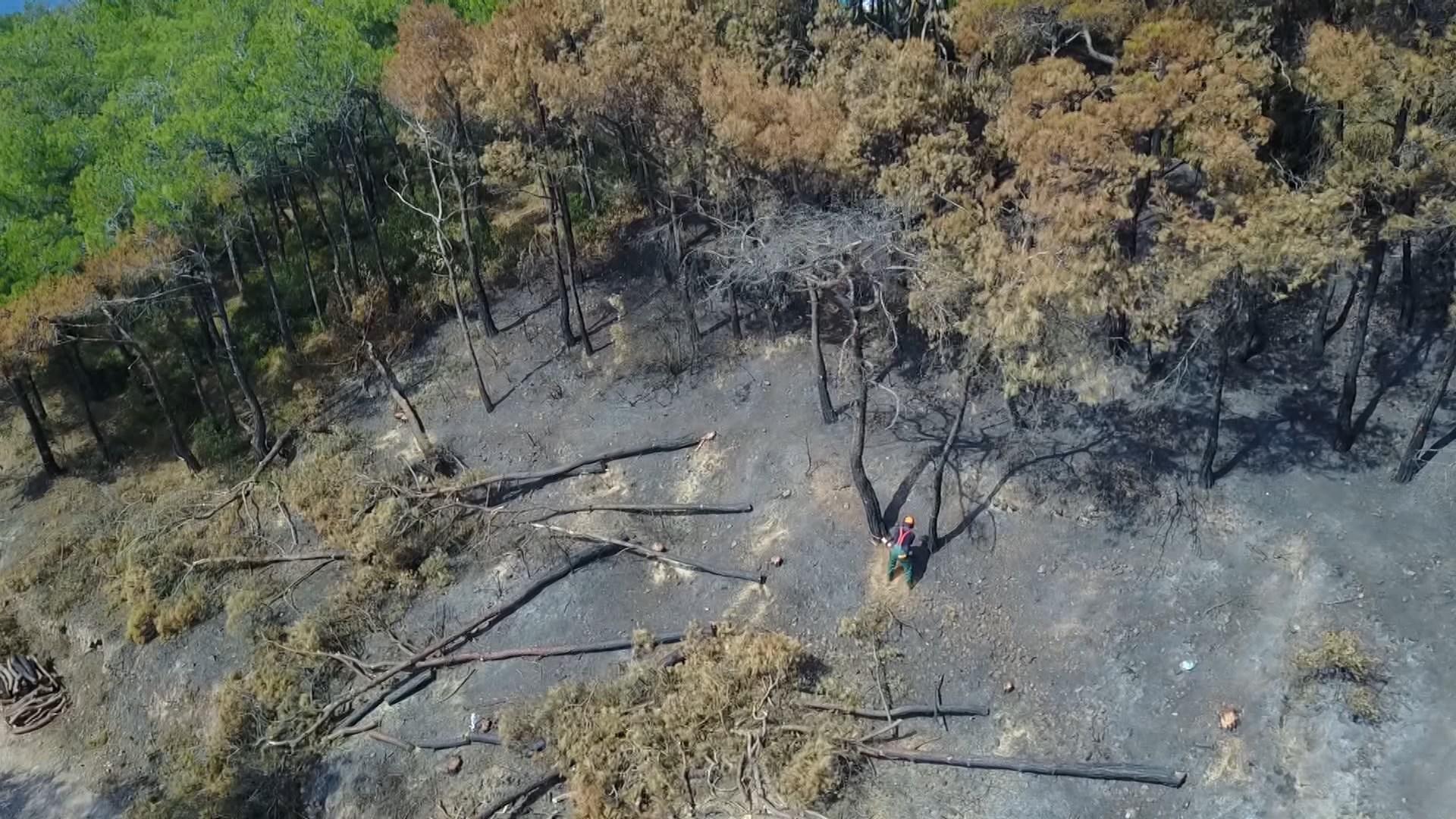 Heybeliadada 1700 ağaç yandı: Yeşillendirme çalışması başladı