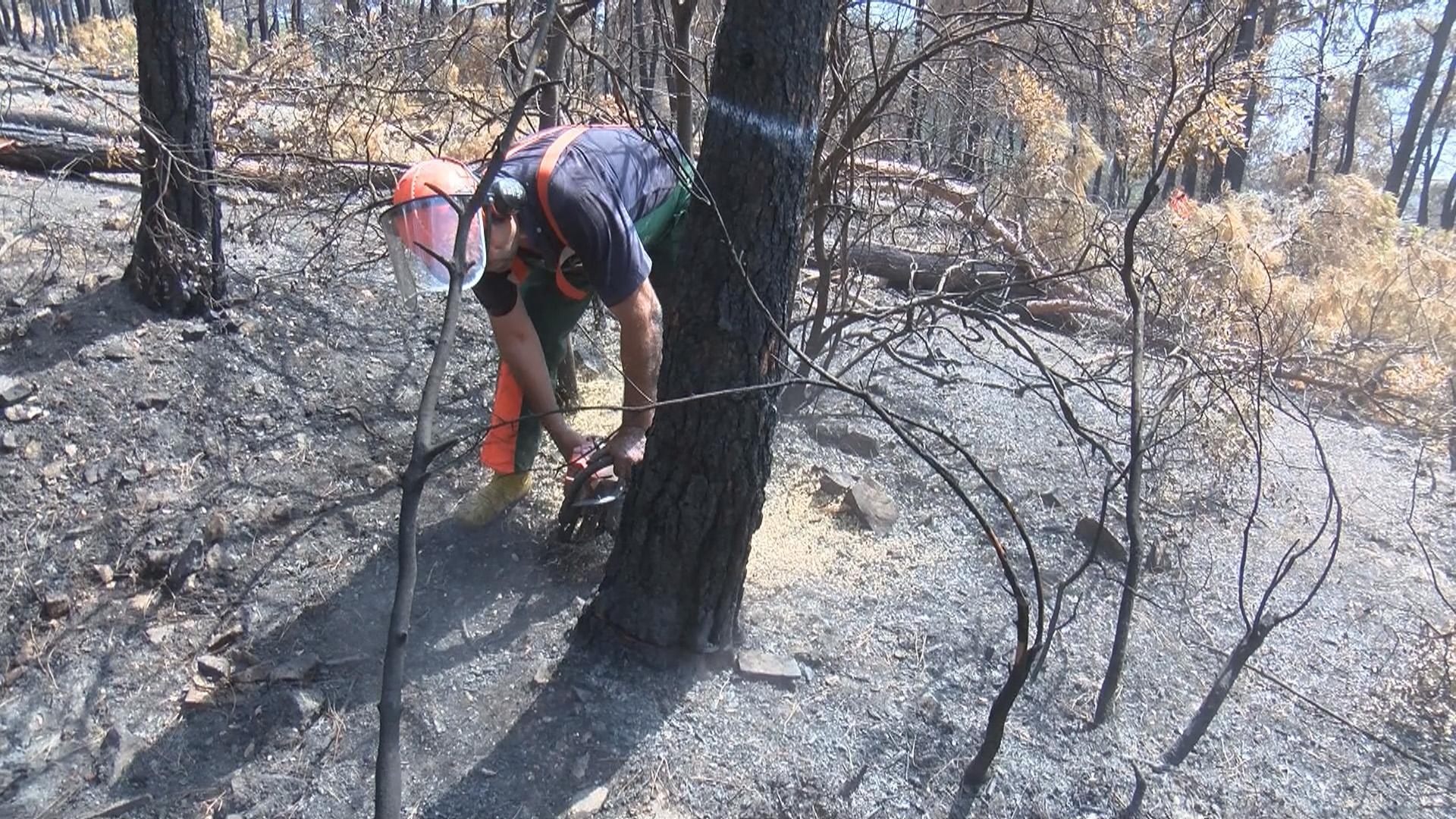 Heybeliadada 1700 ağaç yandı: Yeşillendirme çalışması başladı
