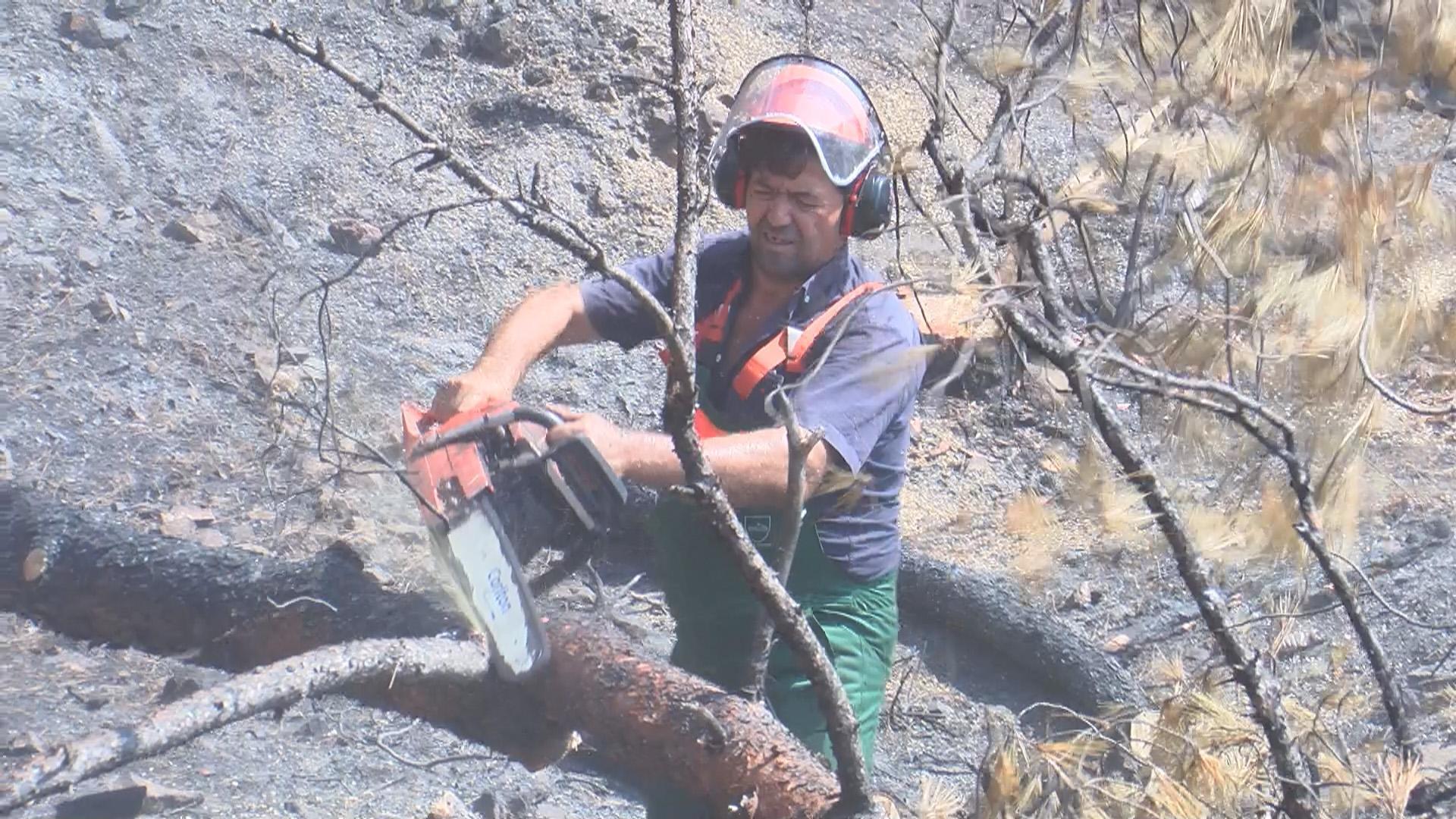 Heybeliadada 1700 ağaç yandı: Yeşillendirme çalışması başladı