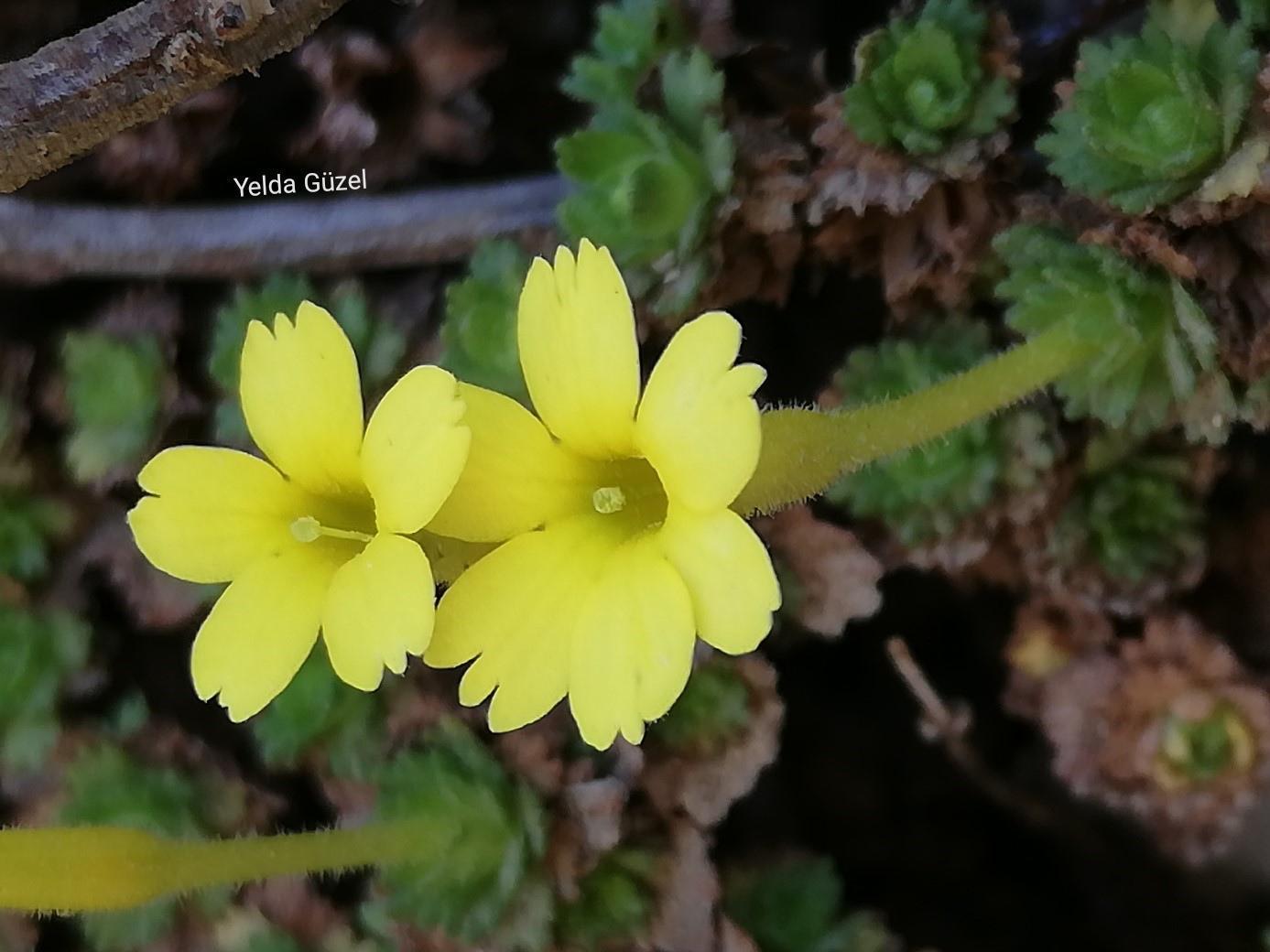 Güzel-Zeynep Işık Çiçeği dünya literatürüne girdi