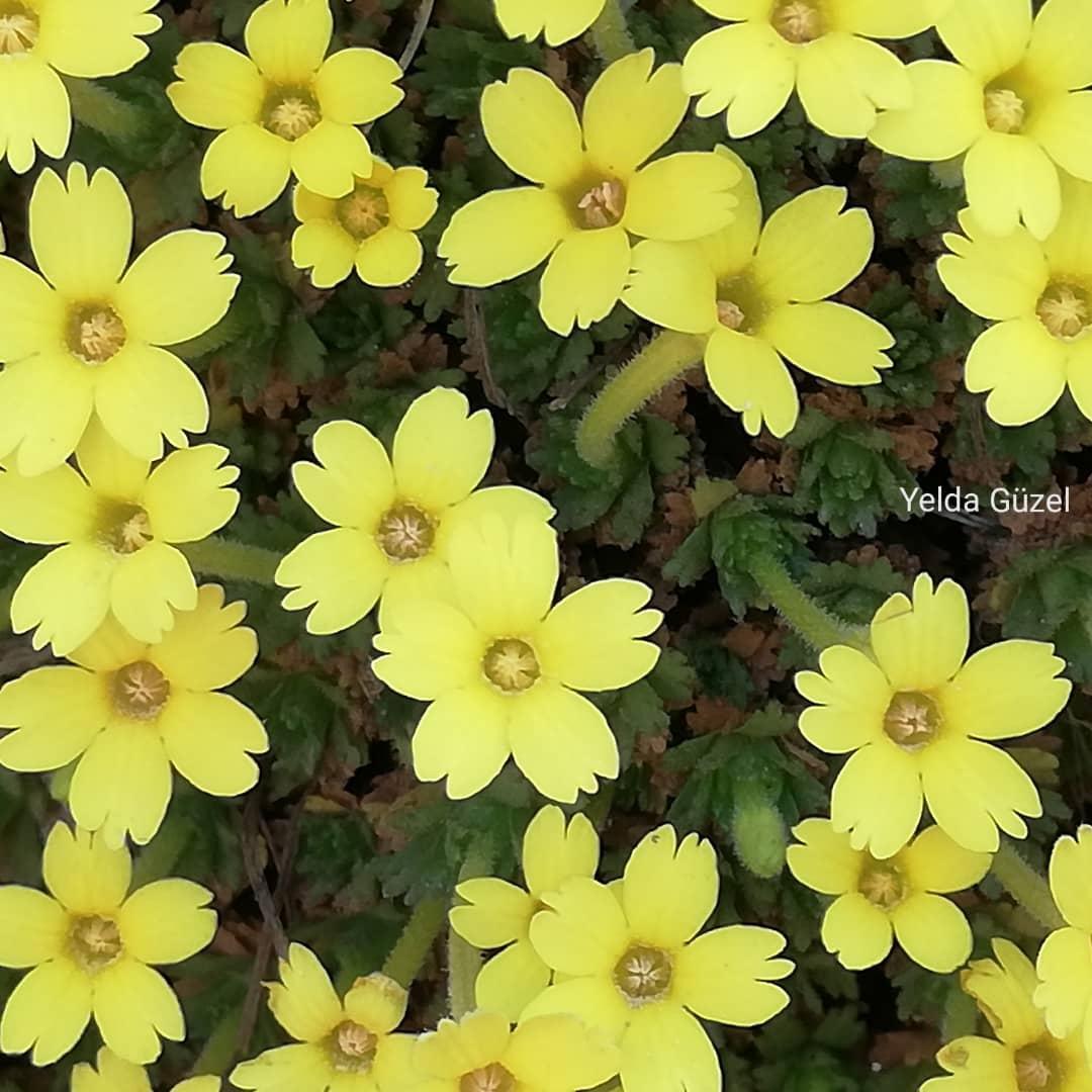 Güzel-Zeynep Işık Çiçeği dünya literatürüne girdi