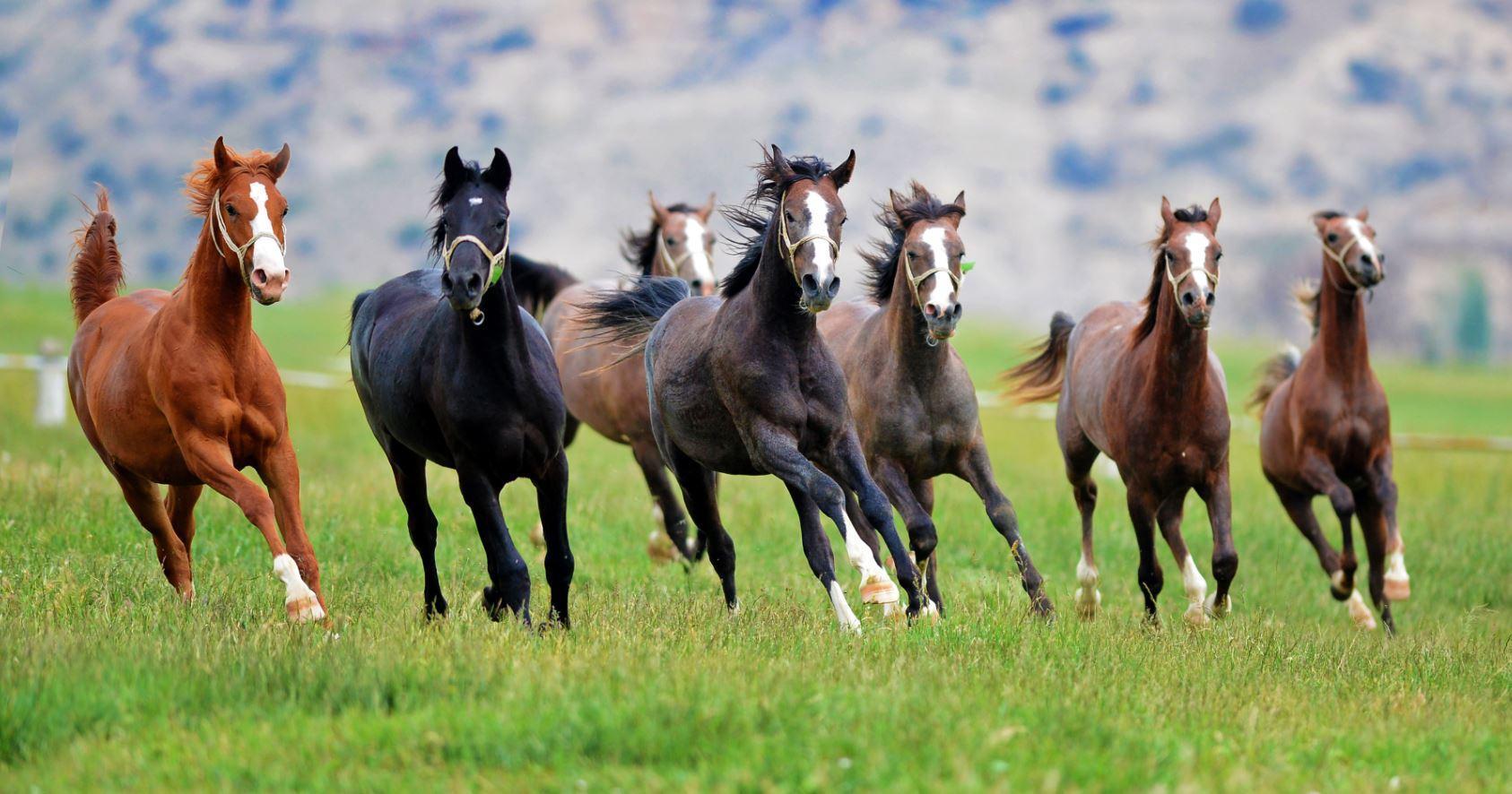 171 safkan Arap atından 18 milyon 866 bin TL gelir