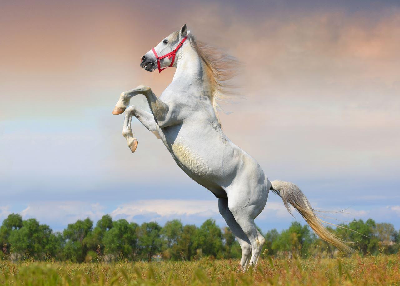 171 safkan Arap atından 18 milyon 866 bin TL gelir