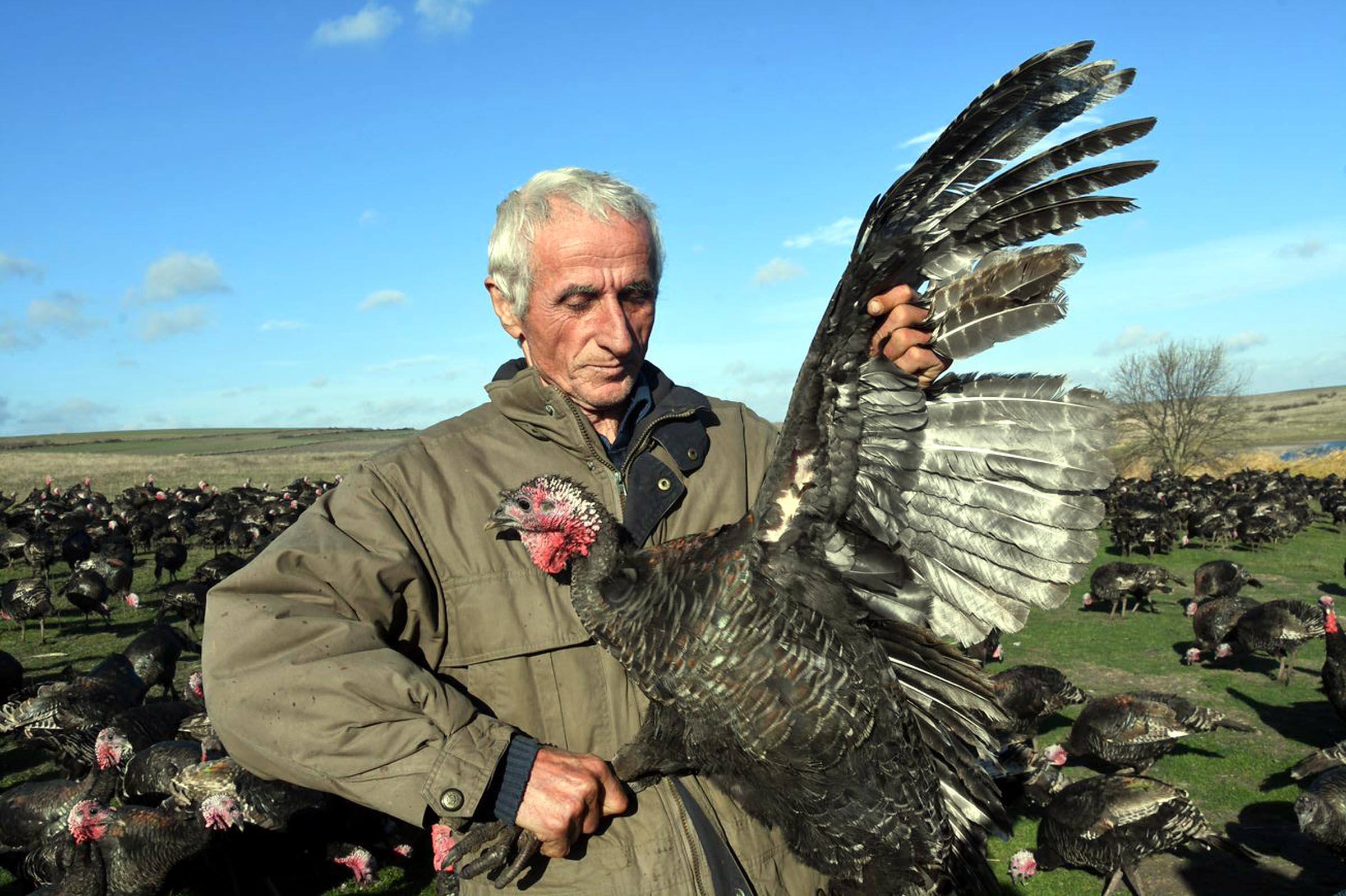 Yılbaşı hindisi 300 lira