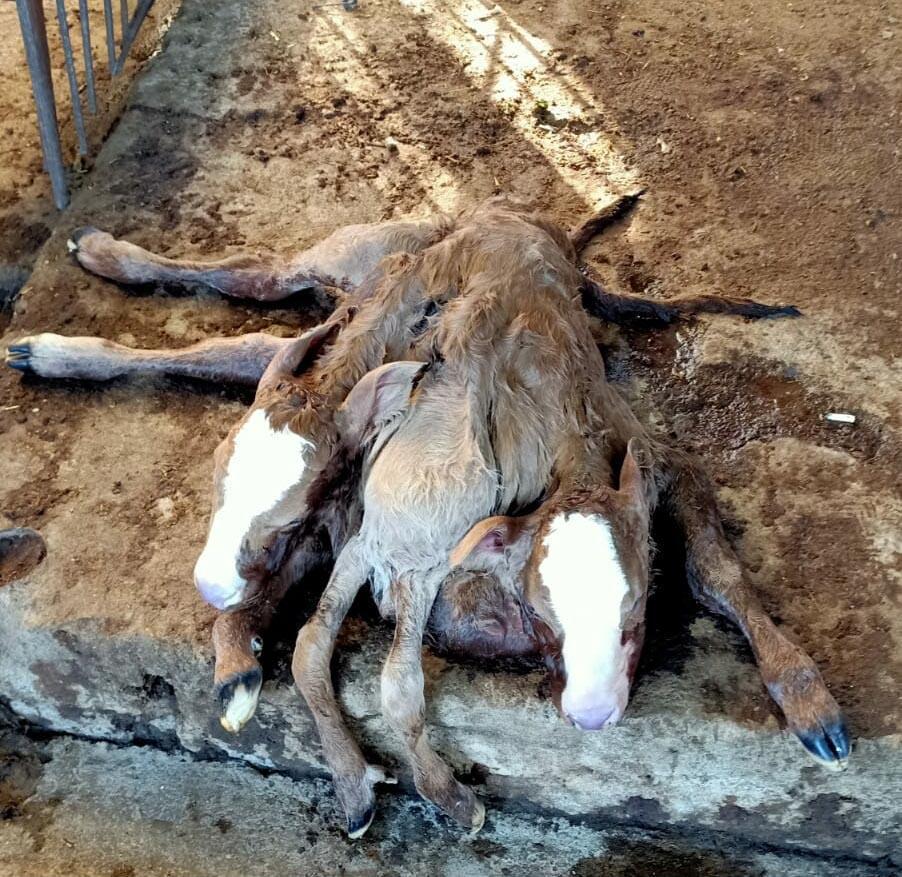 Çift başlı, 6 ayaklı ve 2 kuyruklu buzağıya inceleme