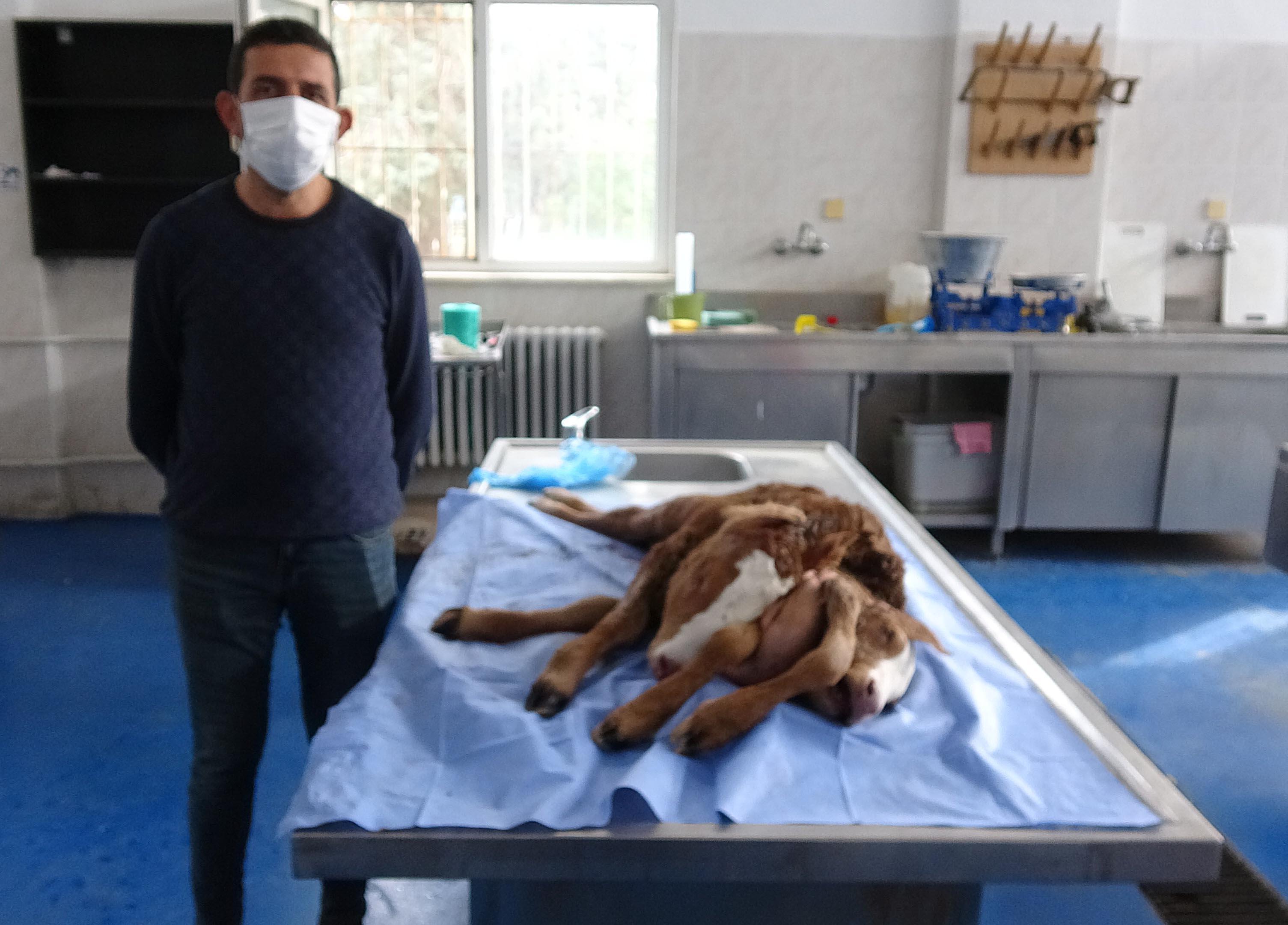 Çift başlı, 6 ayaklı ve 2 kuyruklu buzağıya inceleme