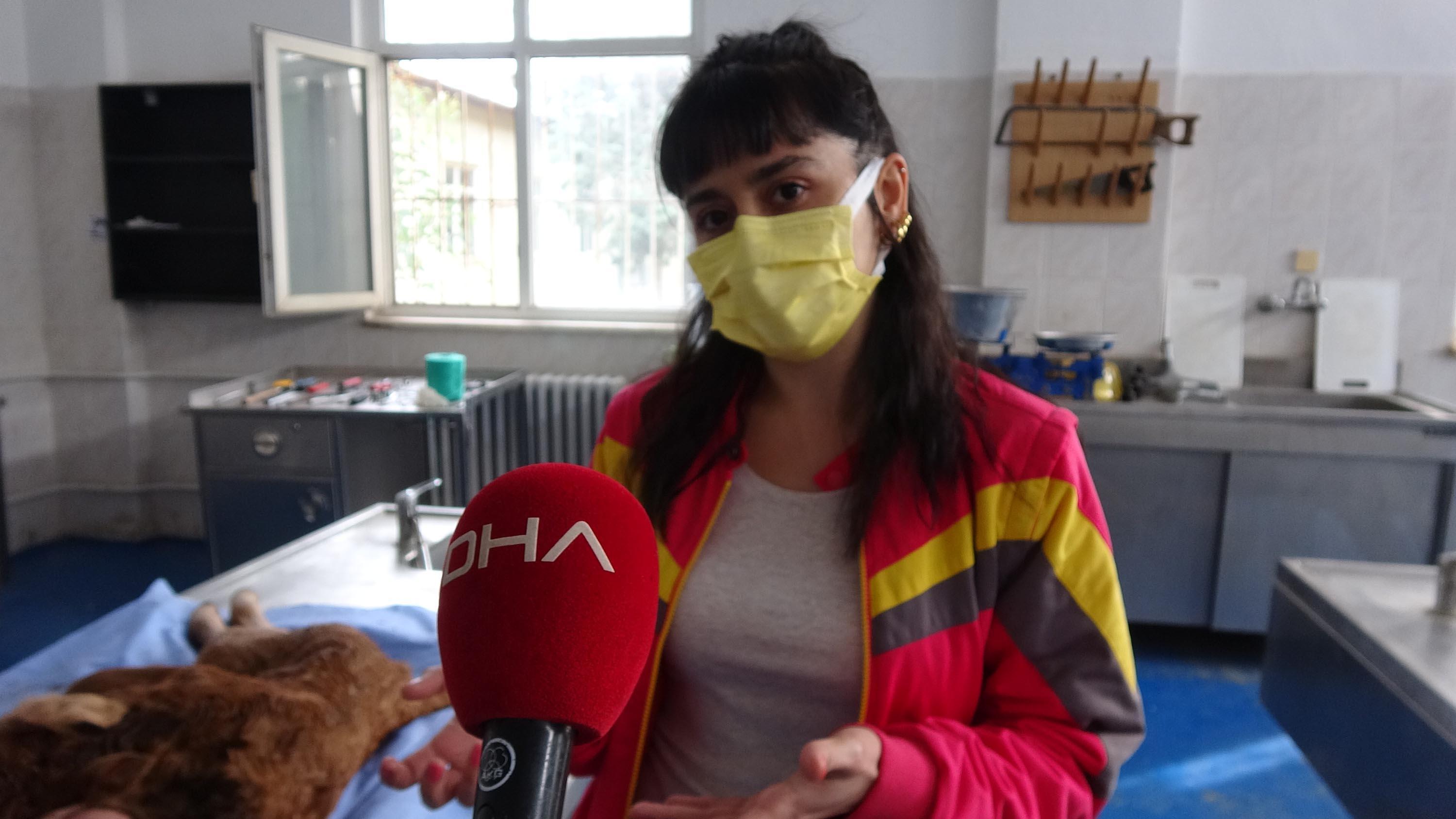Çift başlı, 6 ayaklı ve 2 kuyruklu buzağıya inceleme